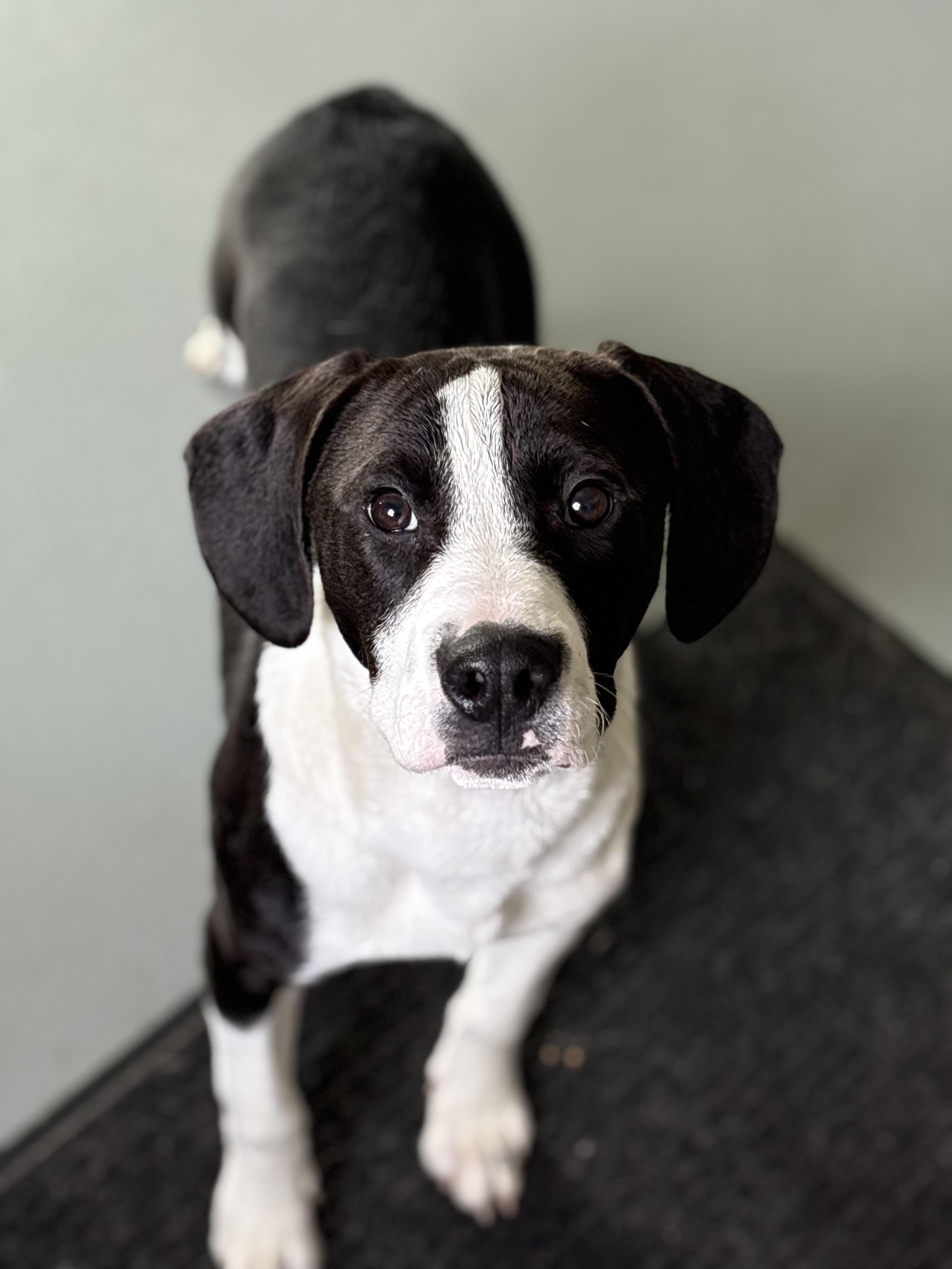 Auggie, ADOPTABLE, Puppy Male Pit Bull Terrier.