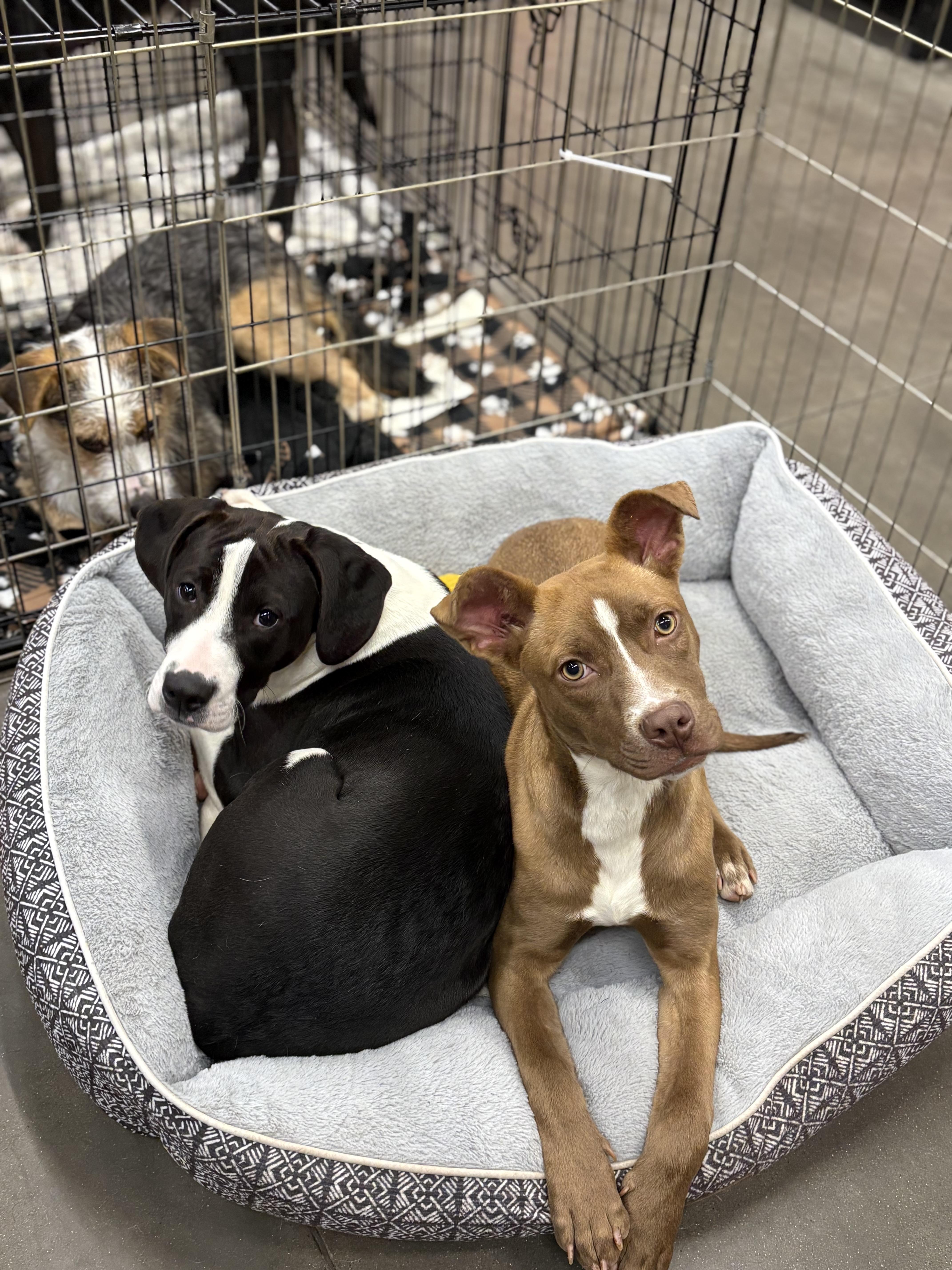 Enlarge Auggie, a ADOPTABLE mixed breed in Zimmerman, MN image 4/6