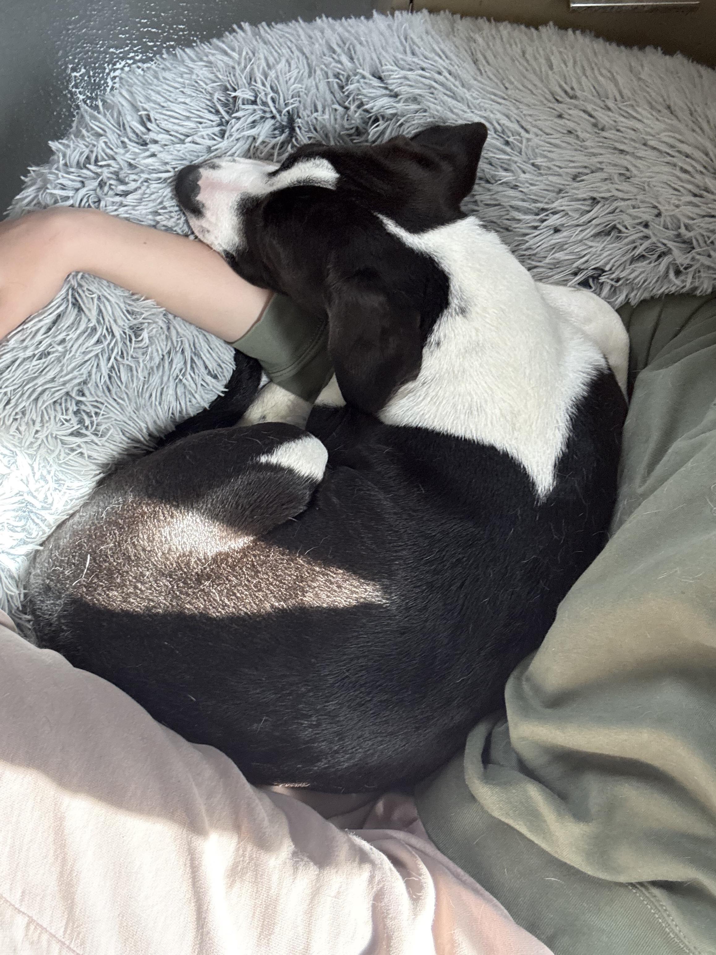 Enlarge Auggie, a ADOPTABLE mixed breed in Zimmerman, MN image 6/6