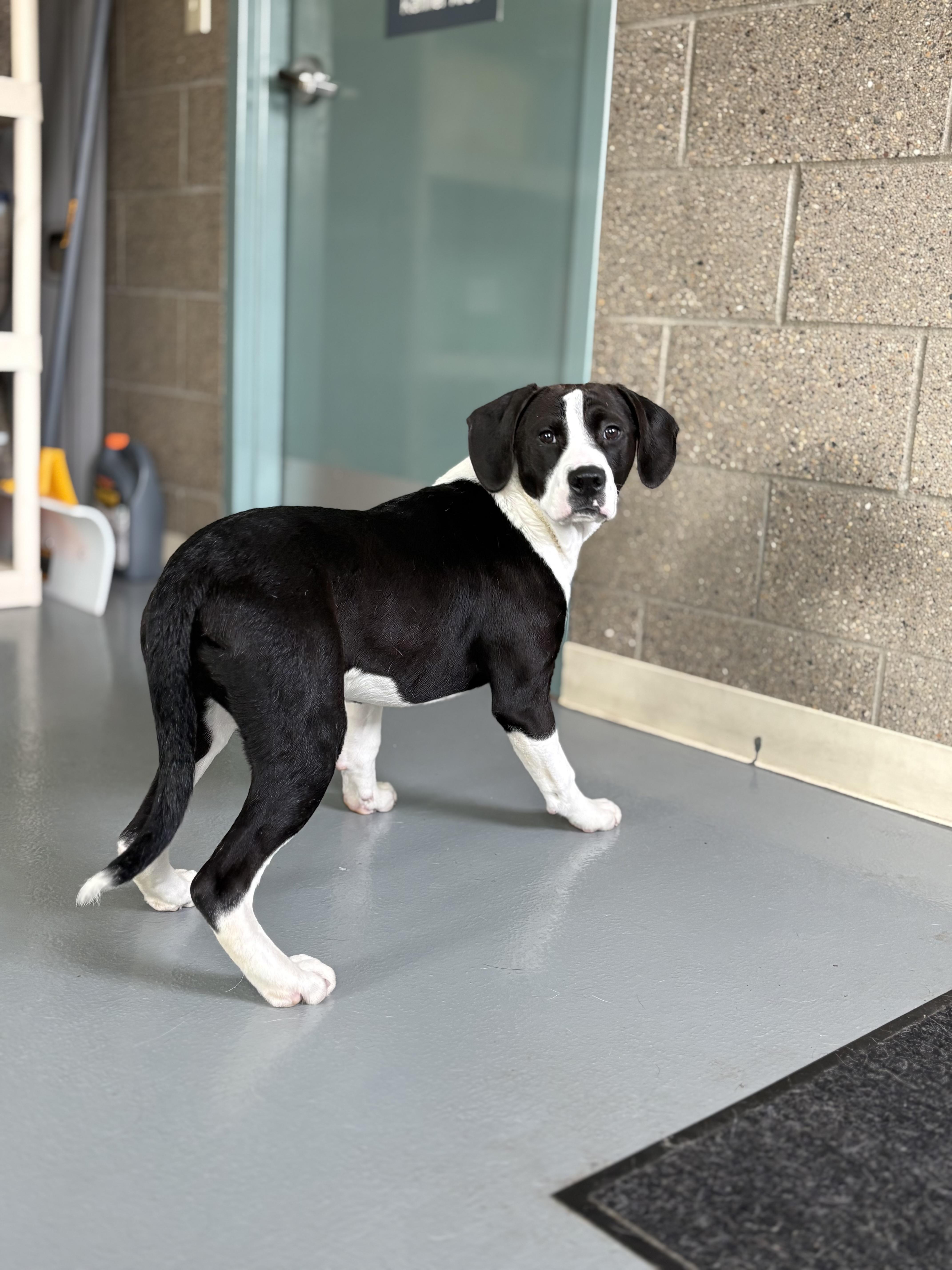 Enlarge Auggie, a ADOPTABLE mixed breed in Zimmerman, MN image 5/6