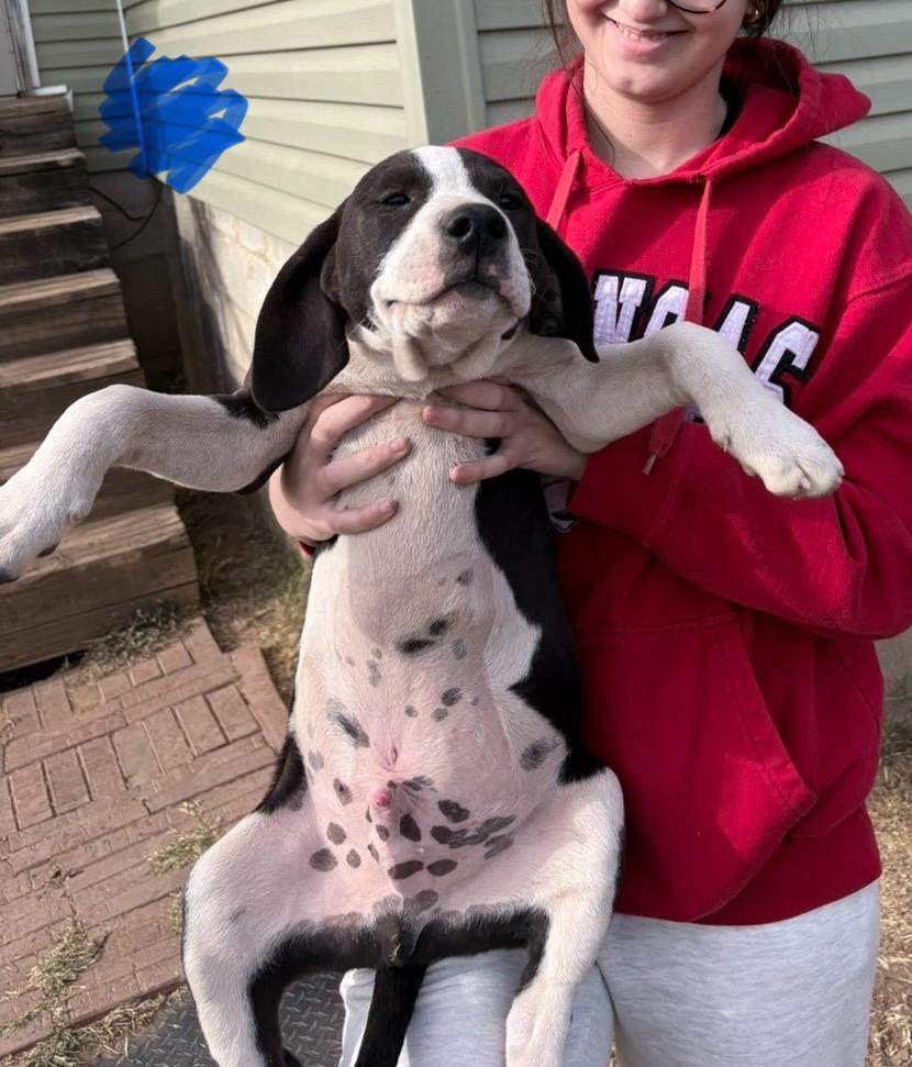 Enlarge Auggie, a ADOPTABLE mixed breed in Zimmerman, MN image 2/2