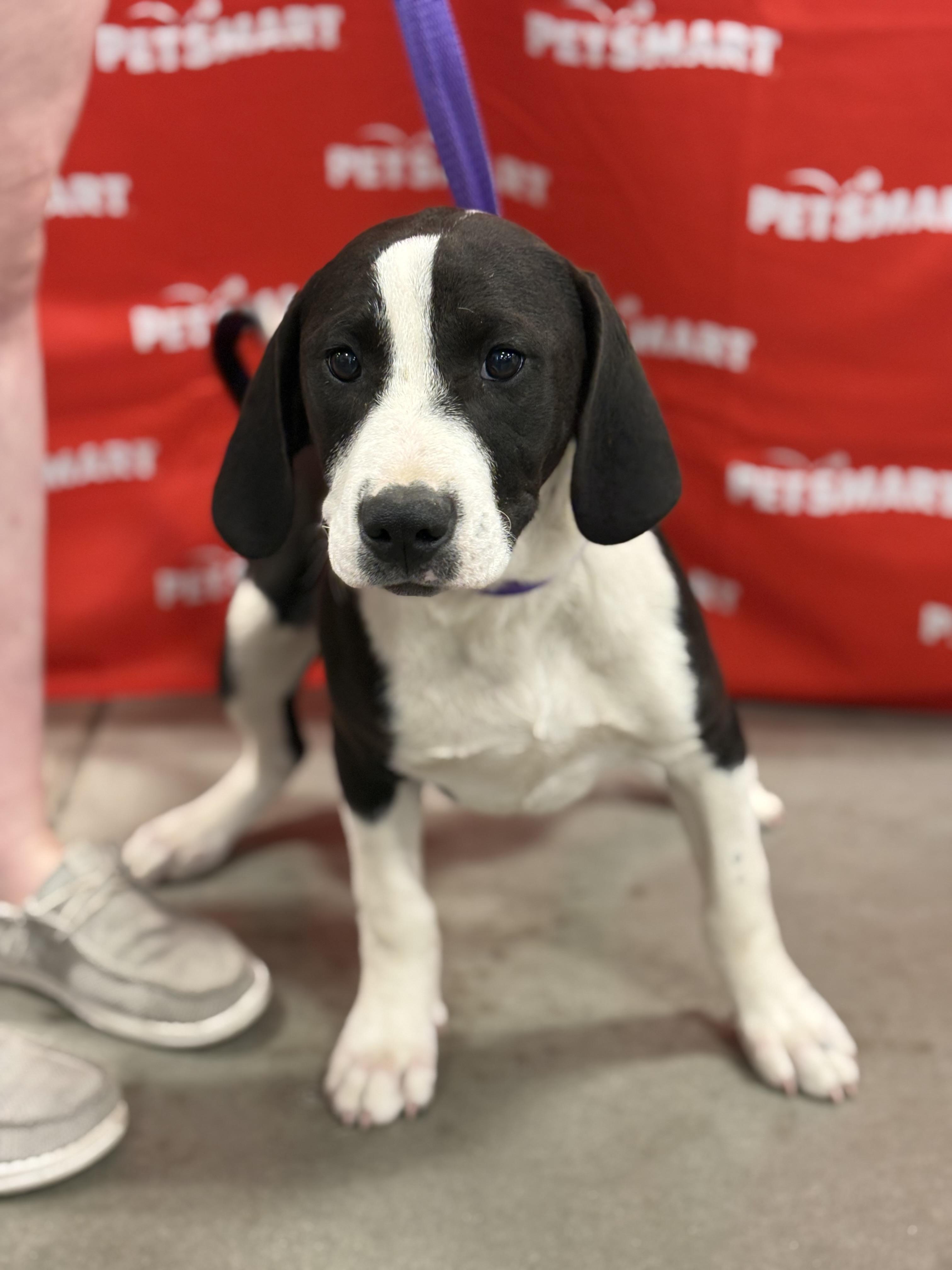 Enlarge Auggie, a ADOPTABLE mixed breed in Zimmerman, MN image 1/2