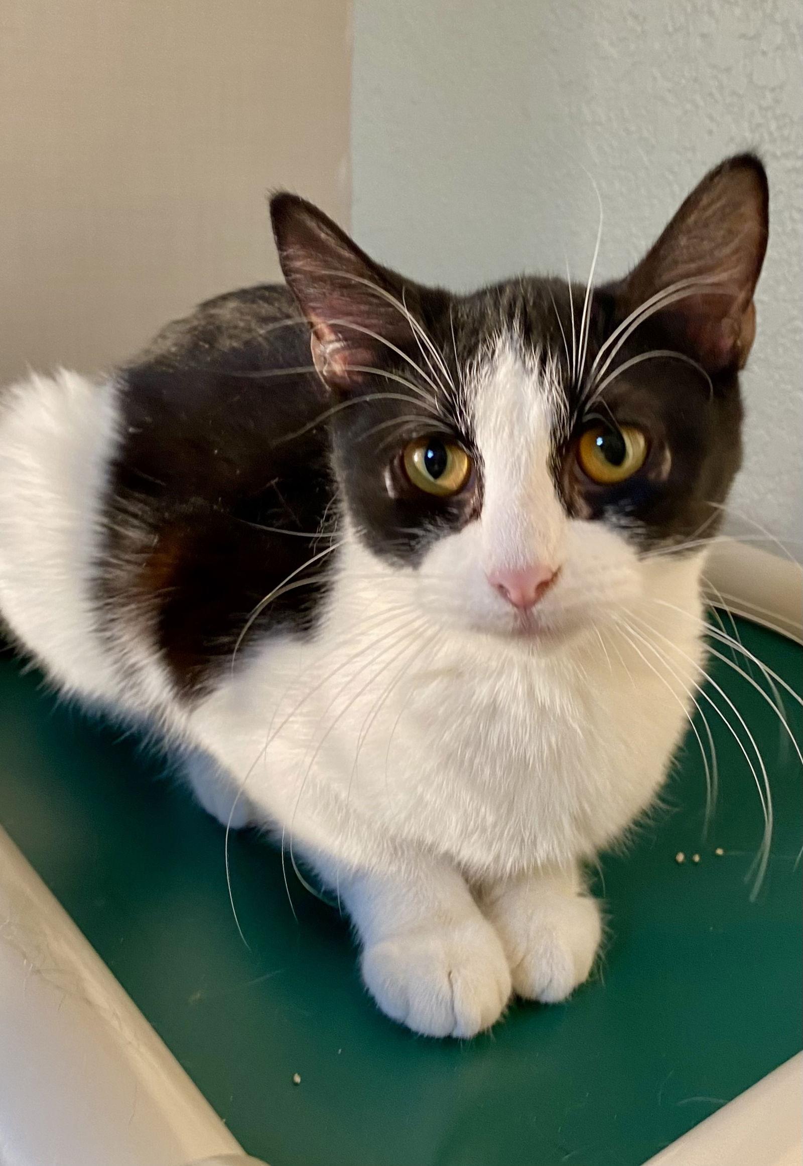 Mulberry, Adoptable, Adult Female Domestic Short Hair.