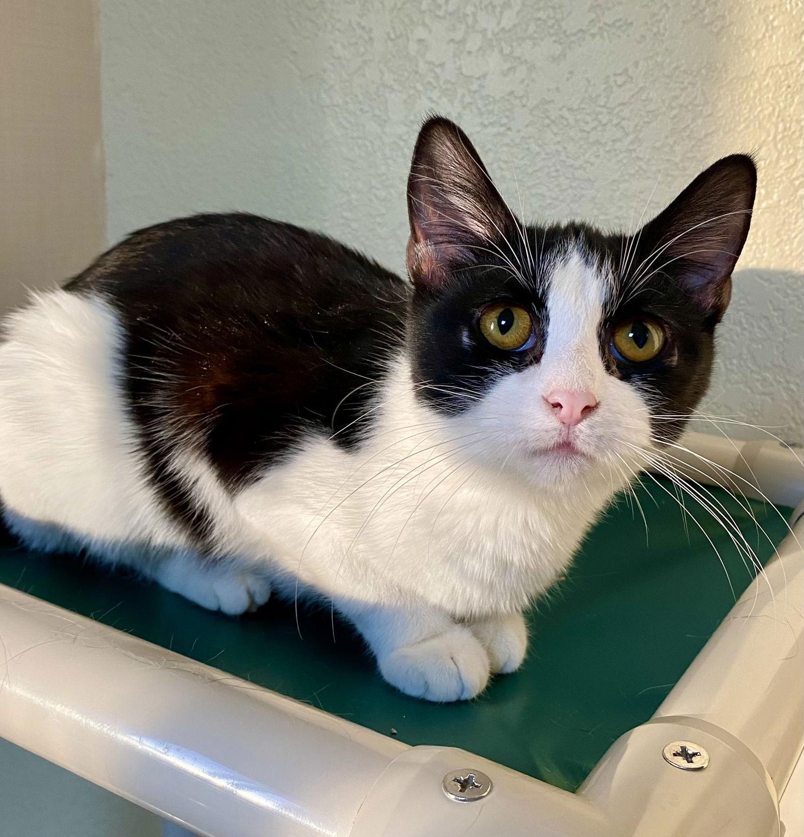 Mulberry, a Adoptable Domestic Short Hair in Fargo, ND image 3/3