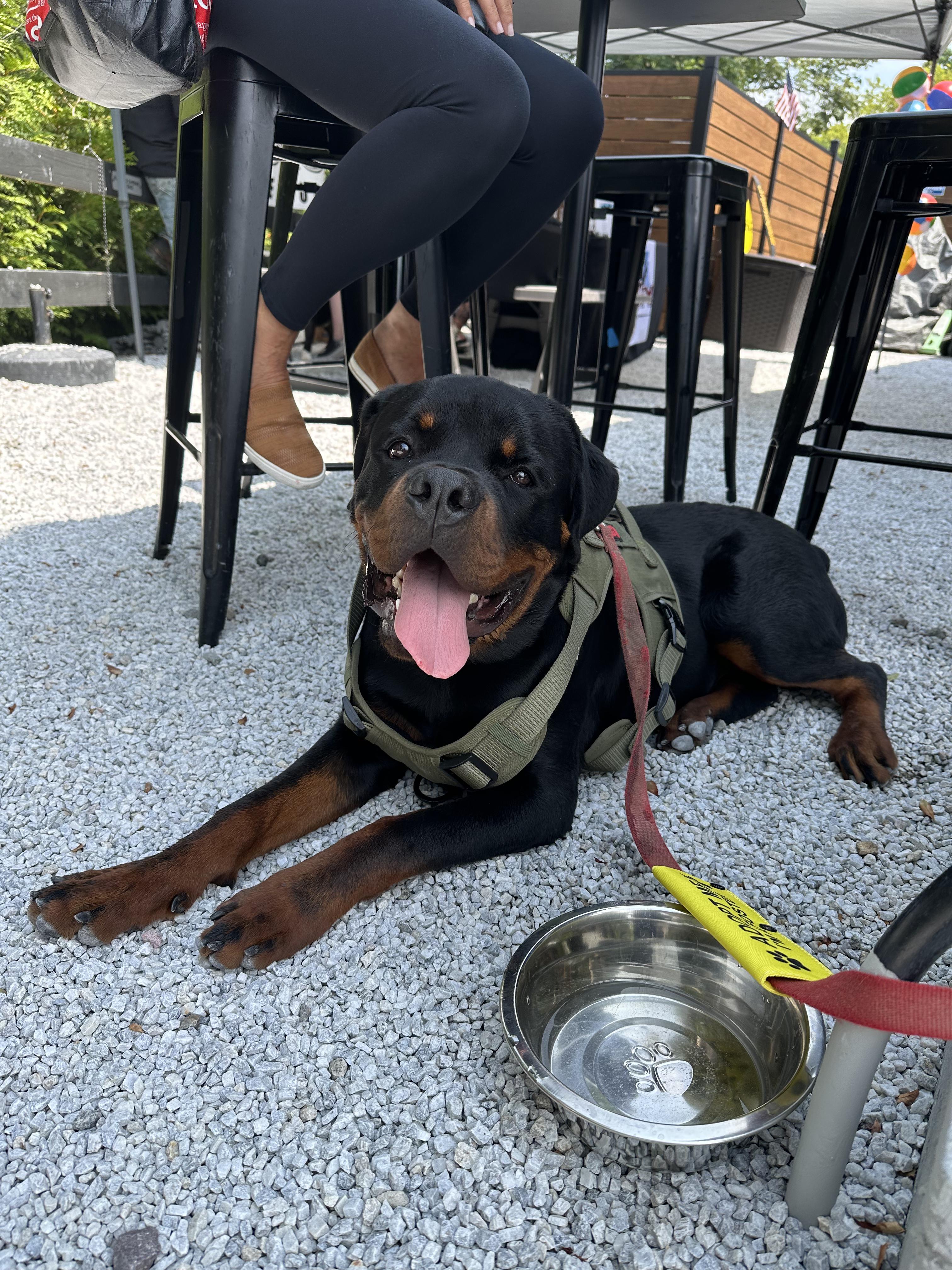 Logan, a Adopted Rottweiler in Cuddebackville, NY image 1/4