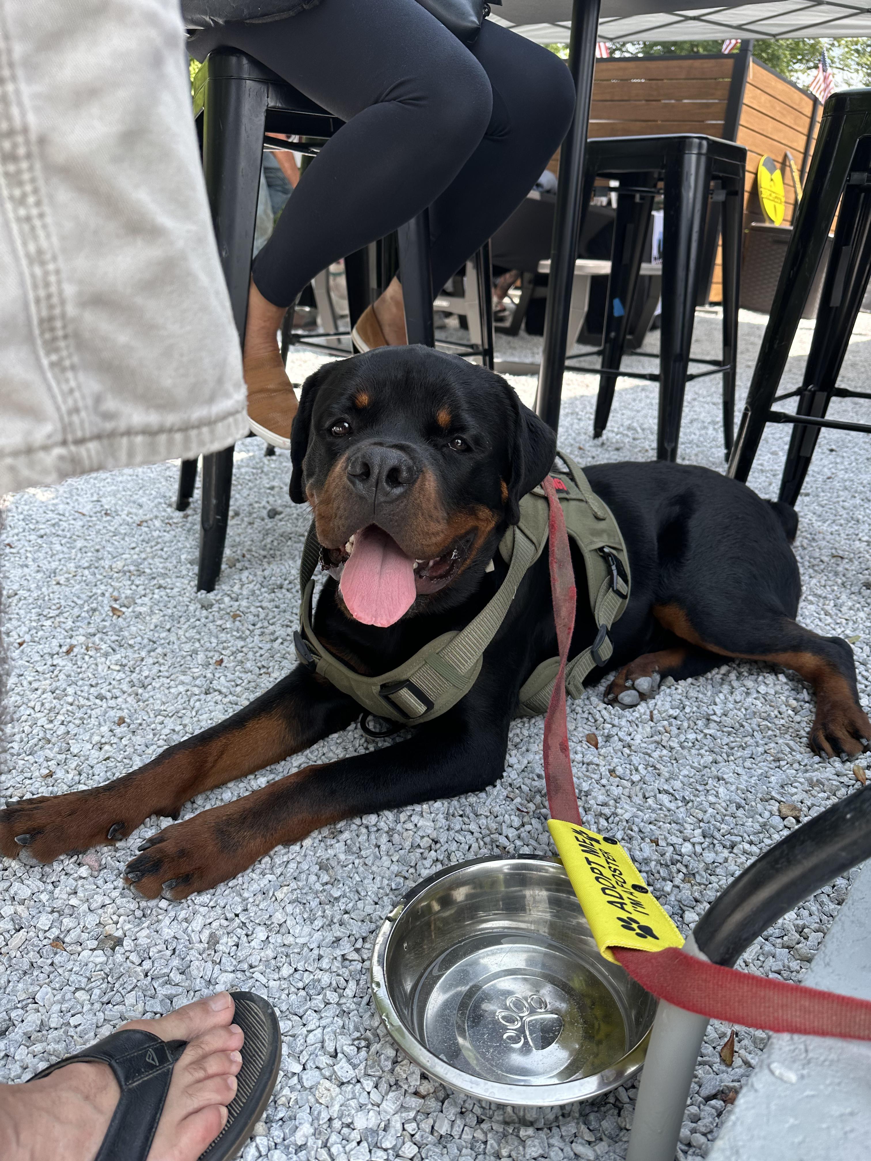 Logan, a Adopted Rottweiler in Cuddebackville, NY image 2/4