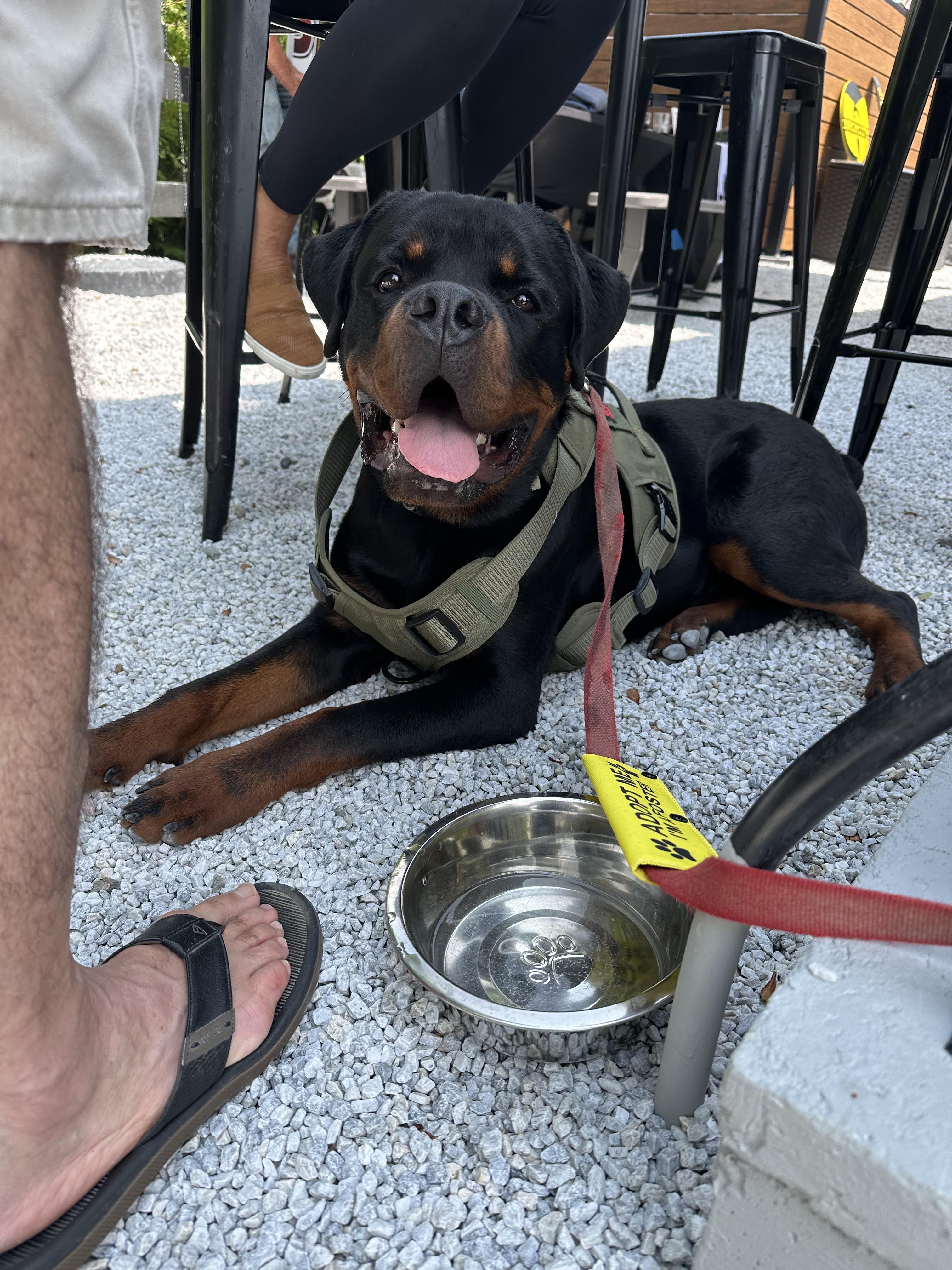 Logan, a Adopted Rottweiler in Cuddebackville, NY image 3/4