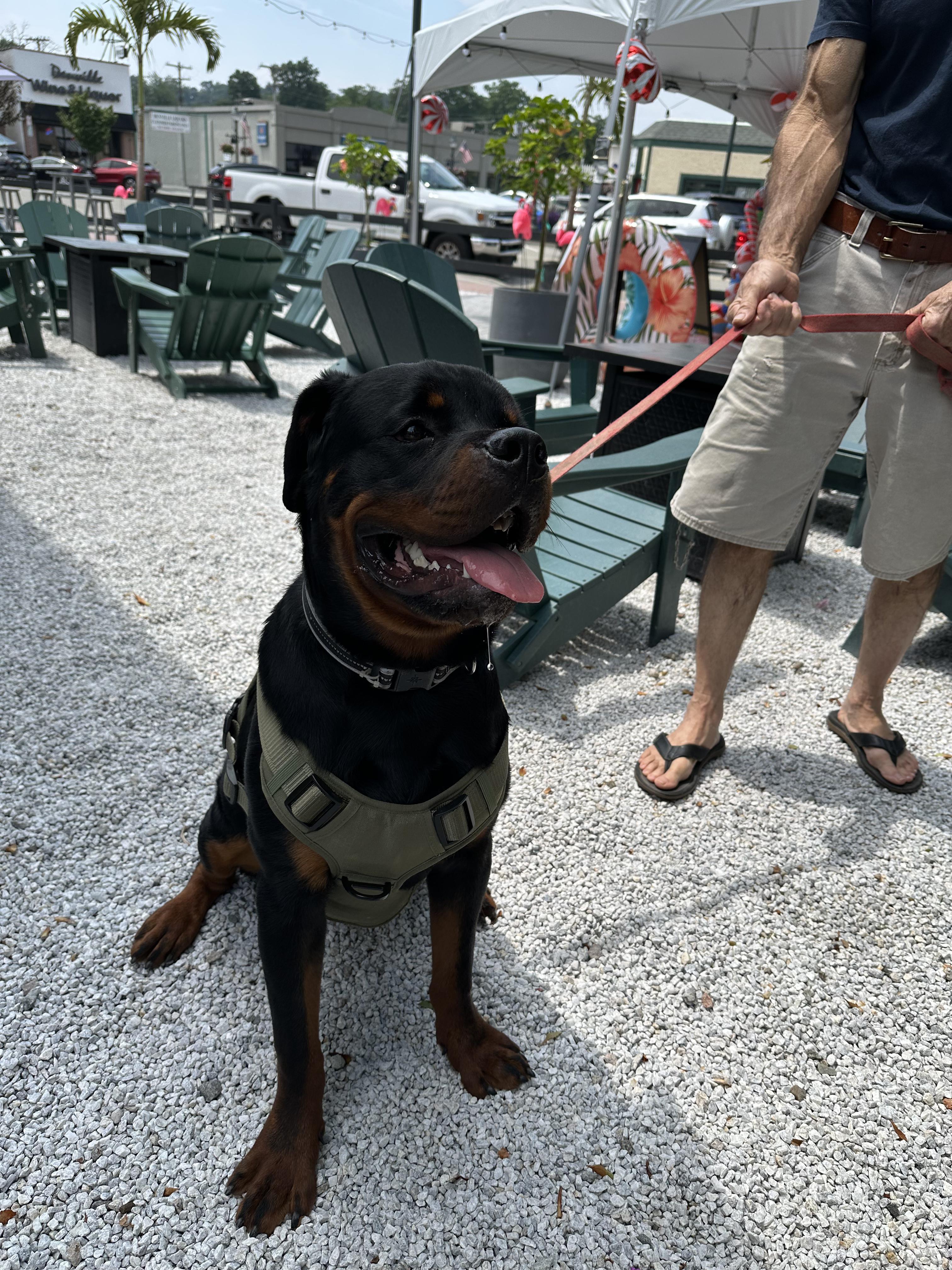 Logan, a Adopted Rottweiler in Cuddebackville, NY image 4/4
