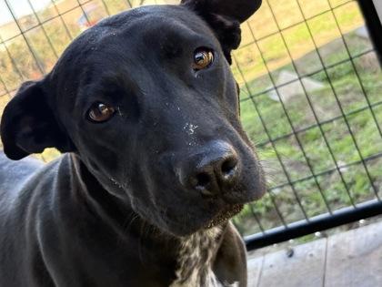 Sapphire, ADOPTABLE, Adult Female Mixed Breed.