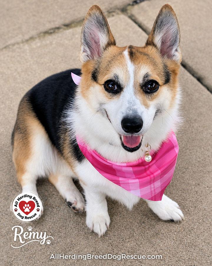 Remy, an adopted Pembroke Welsh Corgi in Joliet, IL image 3/6