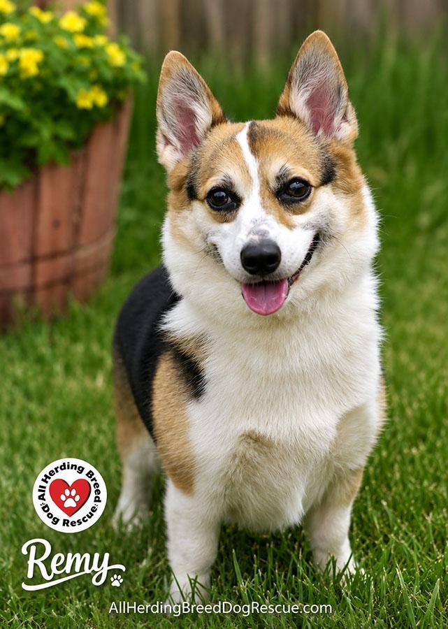 Remy, adoptable, Adult Female Pembroke Welsh Corgi.