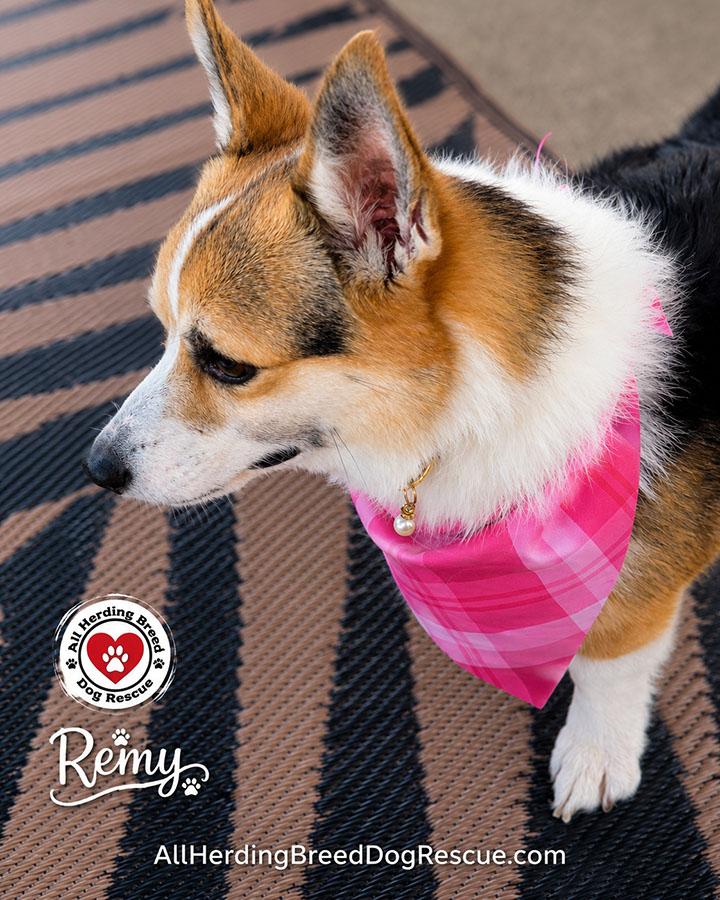 Remy, an adopted Pembroke Welsh Corgi in Joliet, IL image 6/6