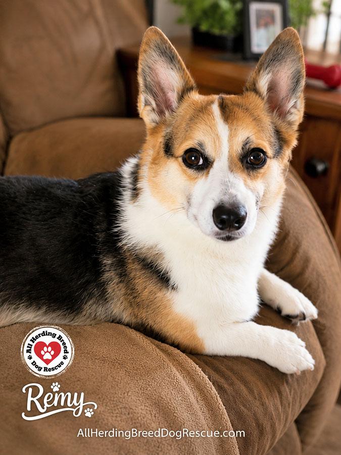 Remy, an adopted Pembroke Welsh Corgi in Joliet, IL image 5/6