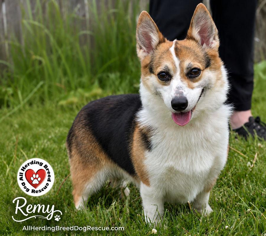 Remy, an adopted Pembroke Welsh Corgi in Joliet, IL image 2/6