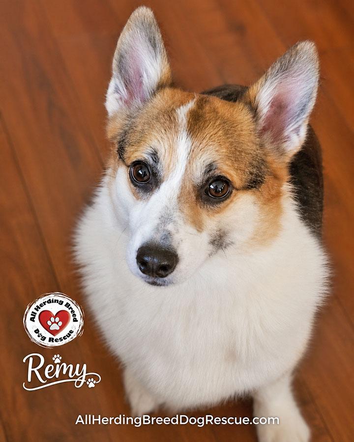 Remy, an adopted Pembroke Welsh Corgi in Joliet, IL image 4/6