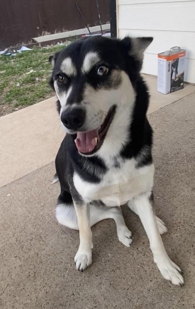 Enlarge Mercy, a Adoptable Siberian Husky in Mesquite, TX image 1/5