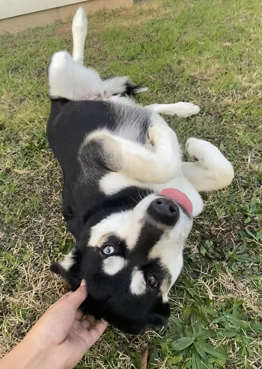 Enlarge Mercy, a Adoptable Siberian Husky in Mesquite, TX image 2/5