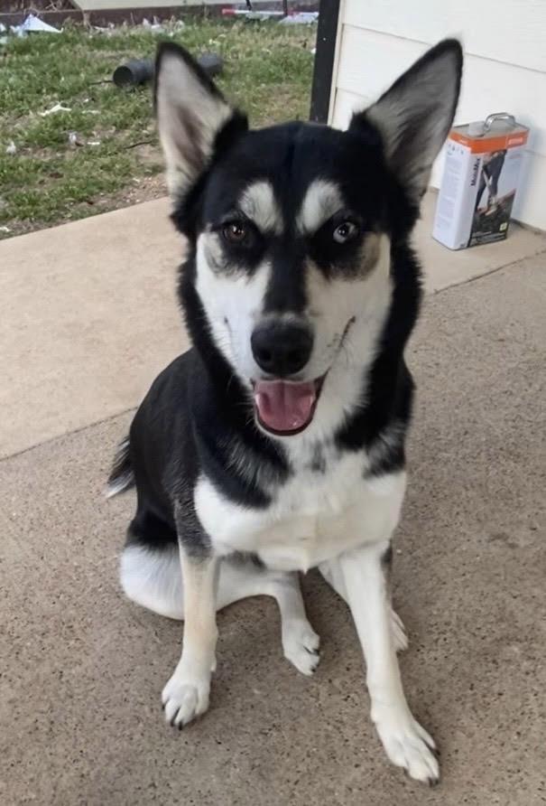 Enlarge Mercy, a Adoptable Siberian Husky in Mesquite, TX image 3/5