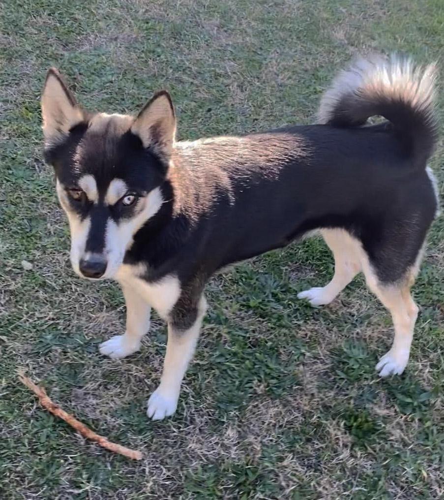 Enlarge Mercy, a Adoptable Siberian Husky in Mesquite, TX image 5/5