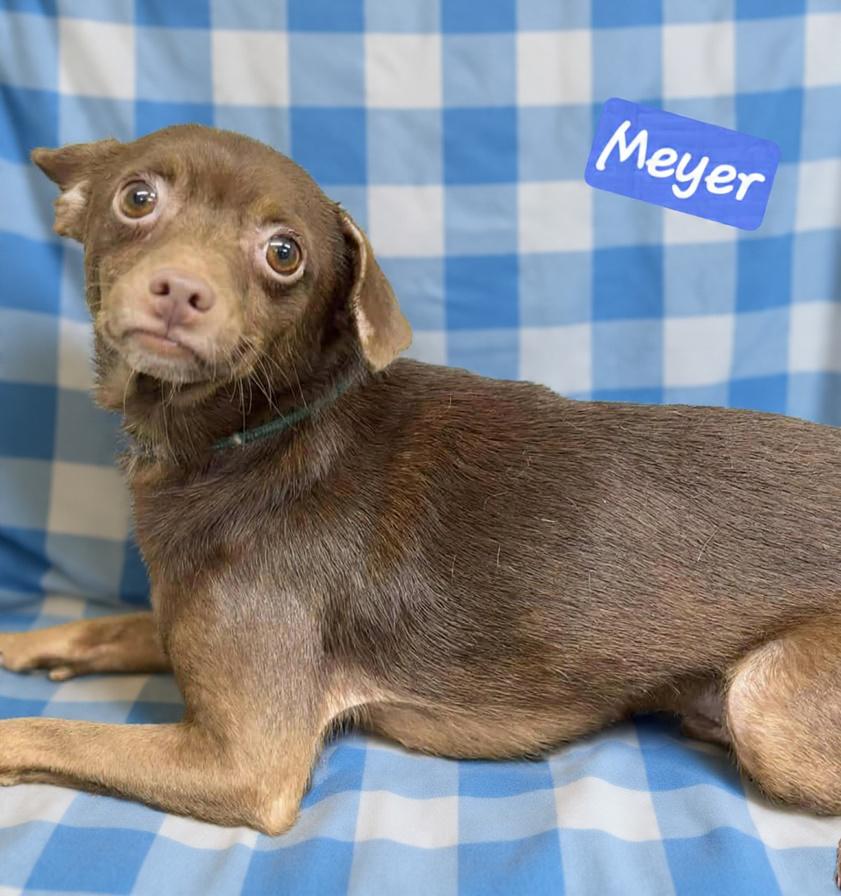 Meyer, Adoptable, Adult Male Chihuahua.