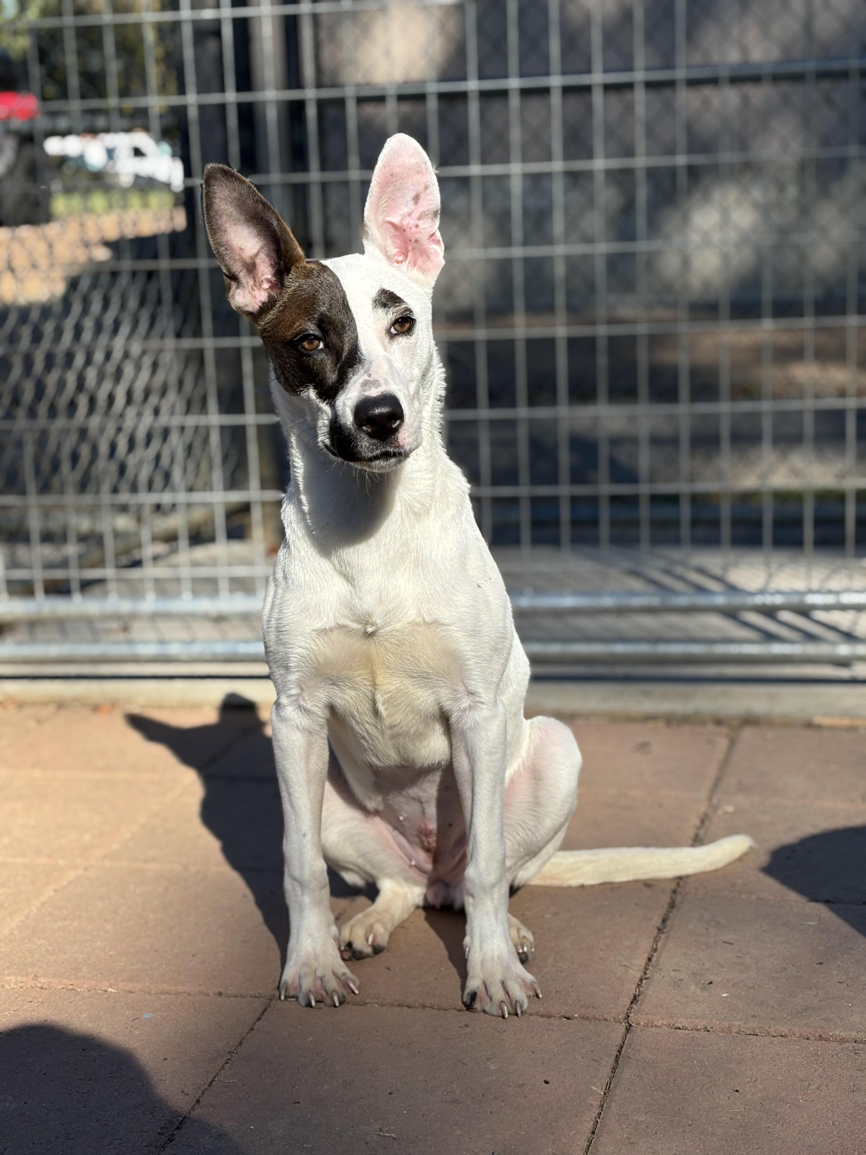 Phoebe, a Adoptable Mixed Breed in Collierville, TN image 6/6