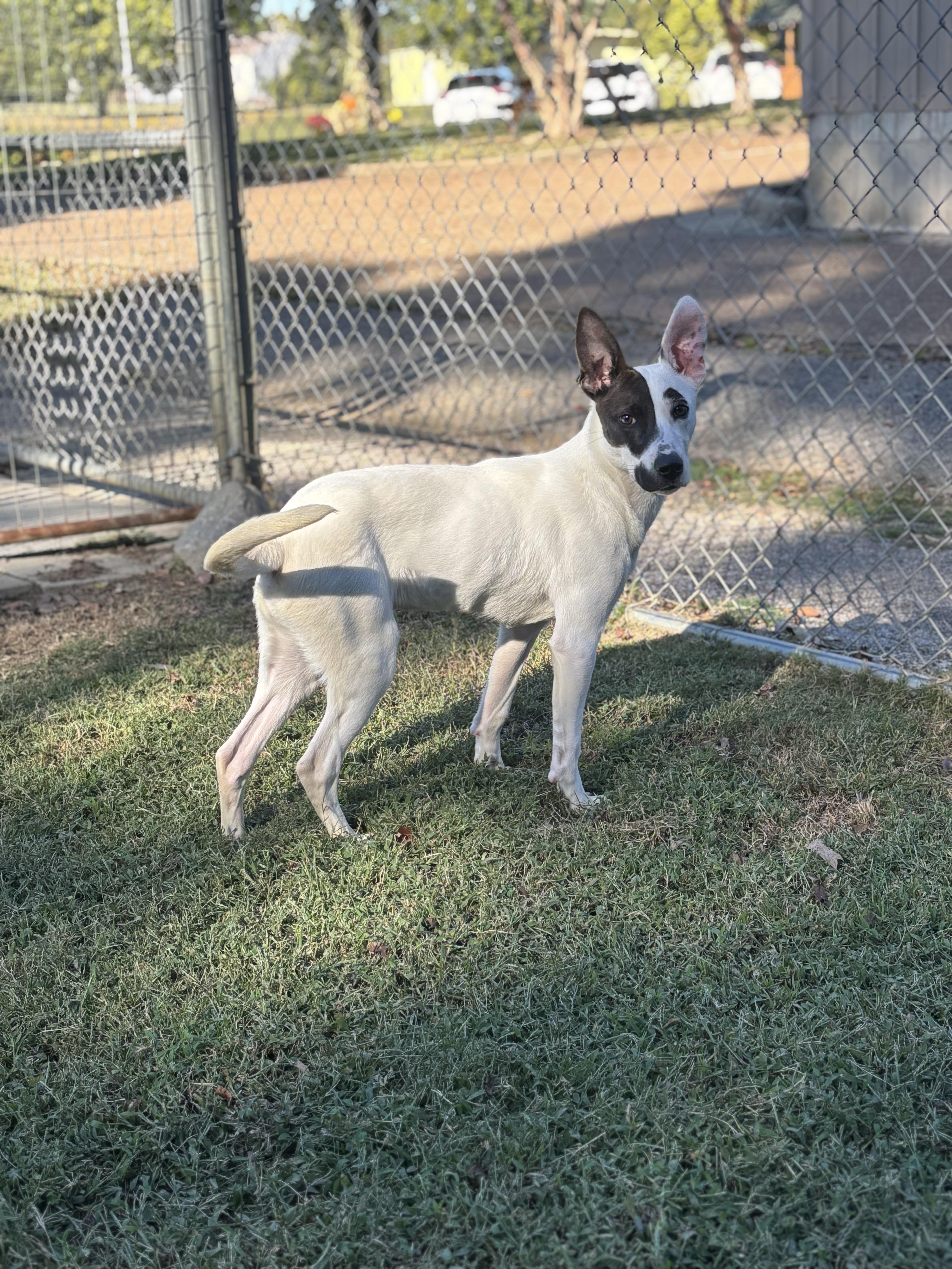 Phoebe, a Adoptable Mixed Breed in Collierville, TN image 5/6