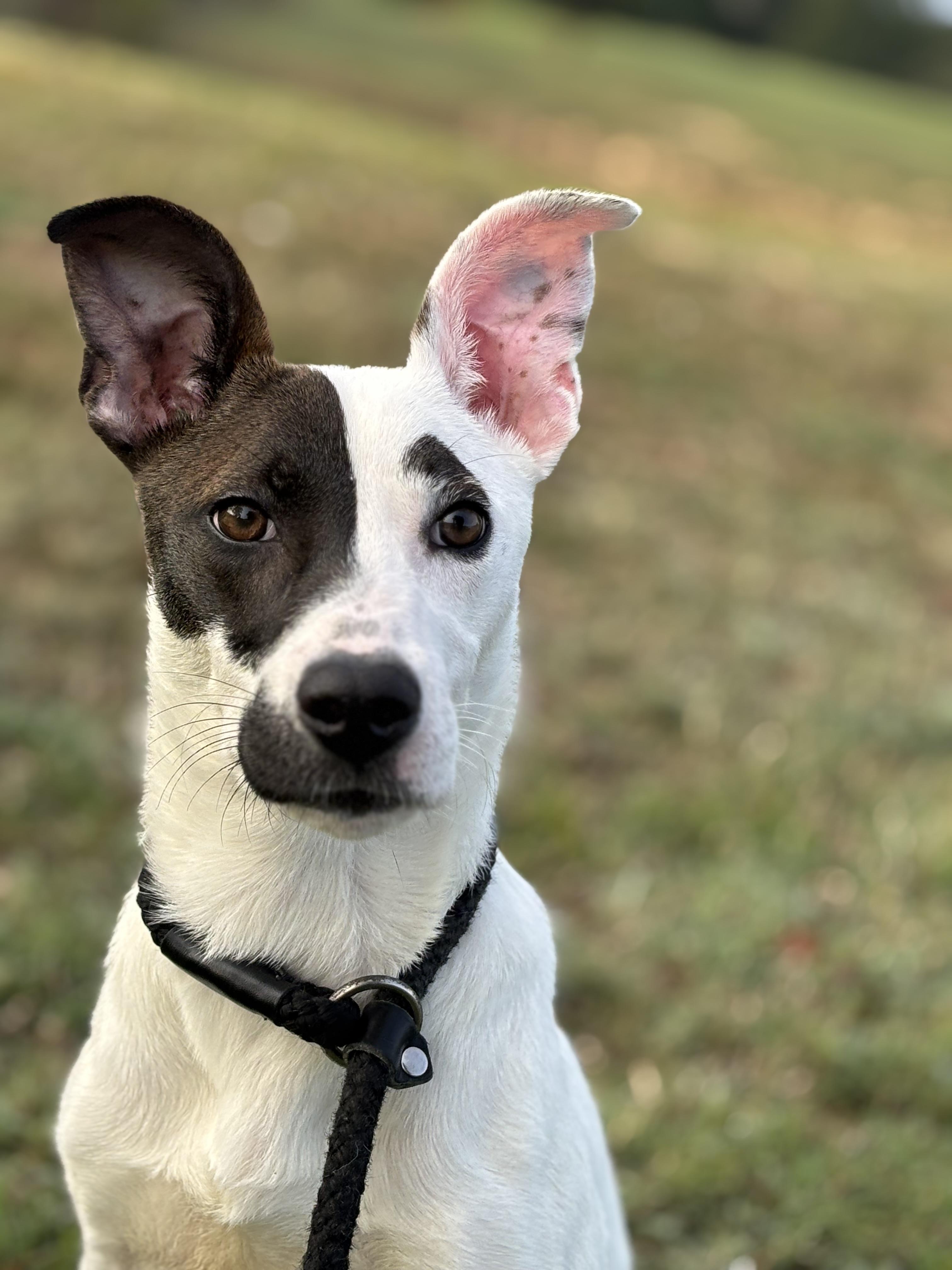 Phoebe, a Adoptable Mixed Breed in Collierville, TN image 3/6