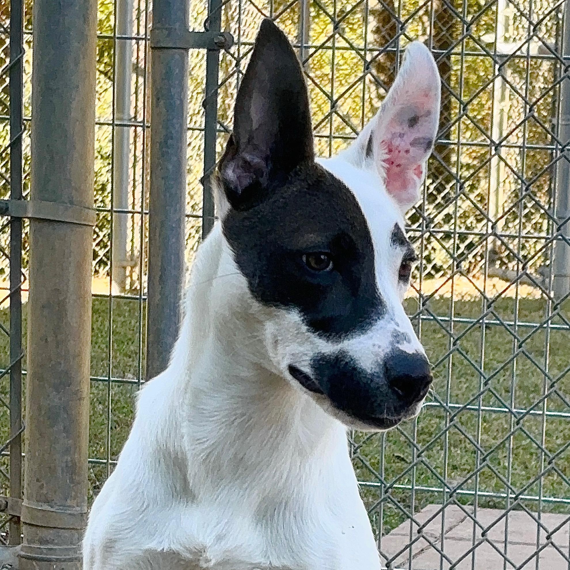Phoebe, Adoptable, Puppy Female Mixed Breed.