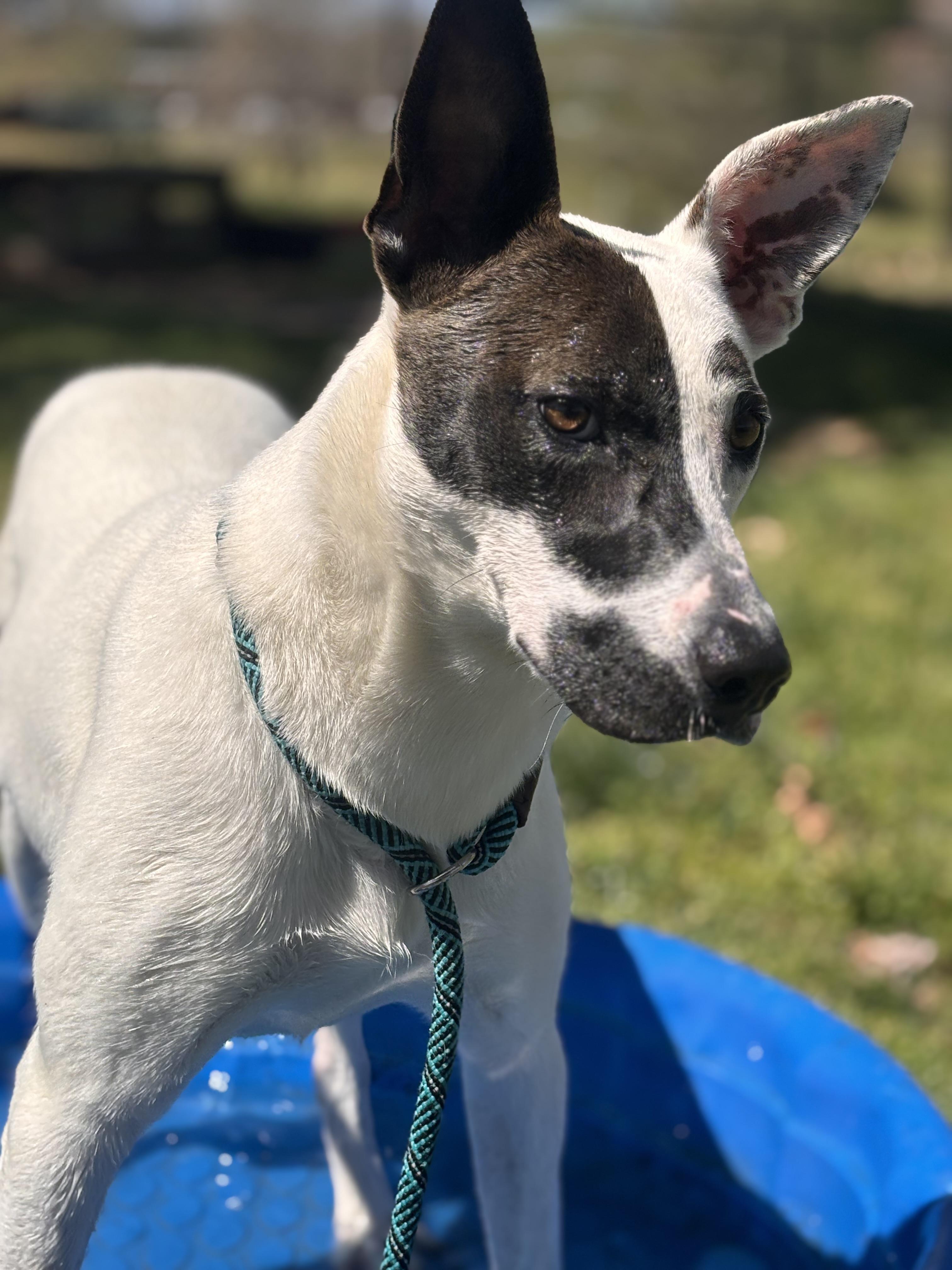 Enlarge Phoebe, a Adoptable Mixed Breed in Collierville, TN image 2/3