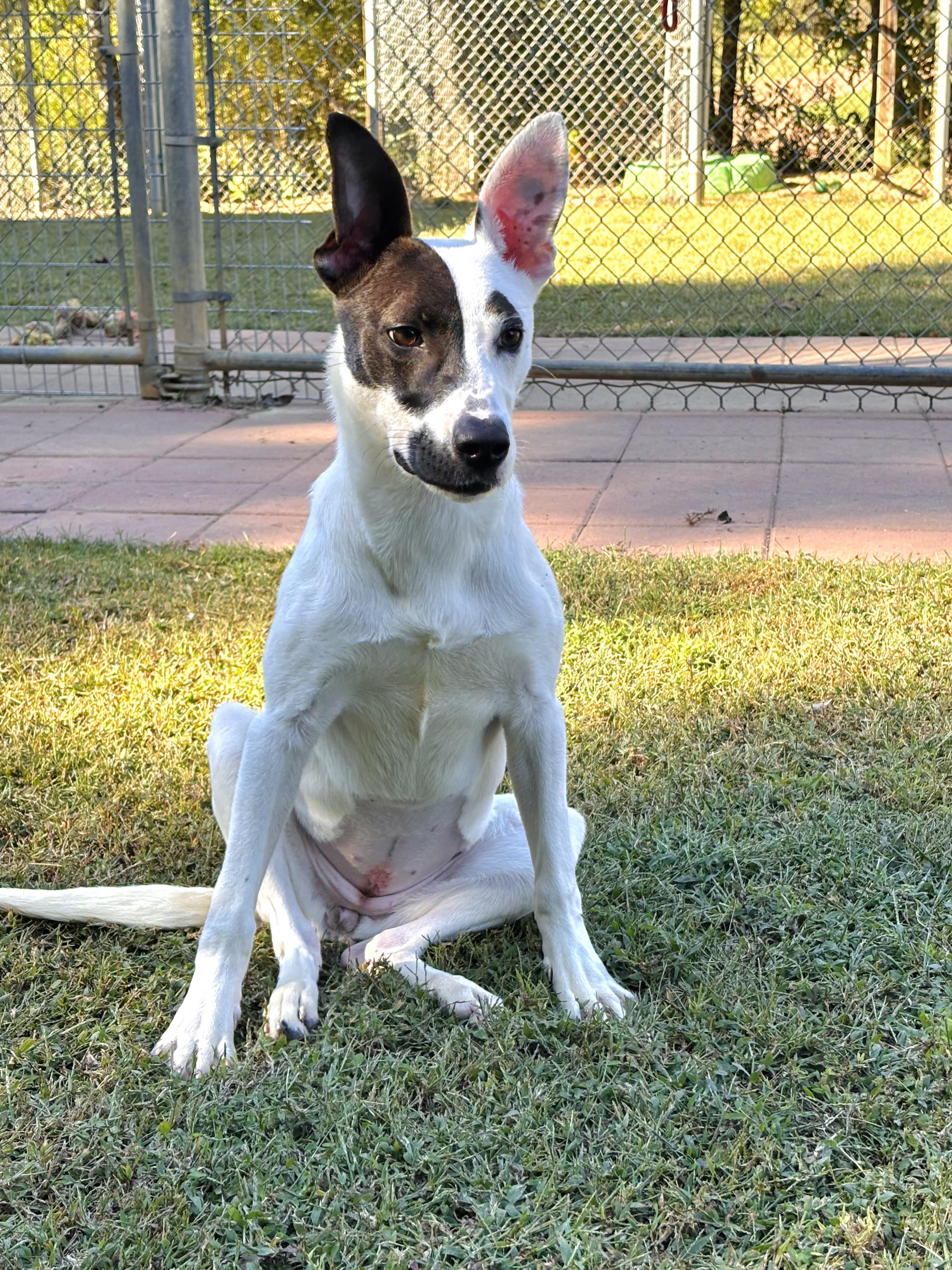 Phoebe, a Adoptable Mixed Breed in Collierville, TN image 1/6