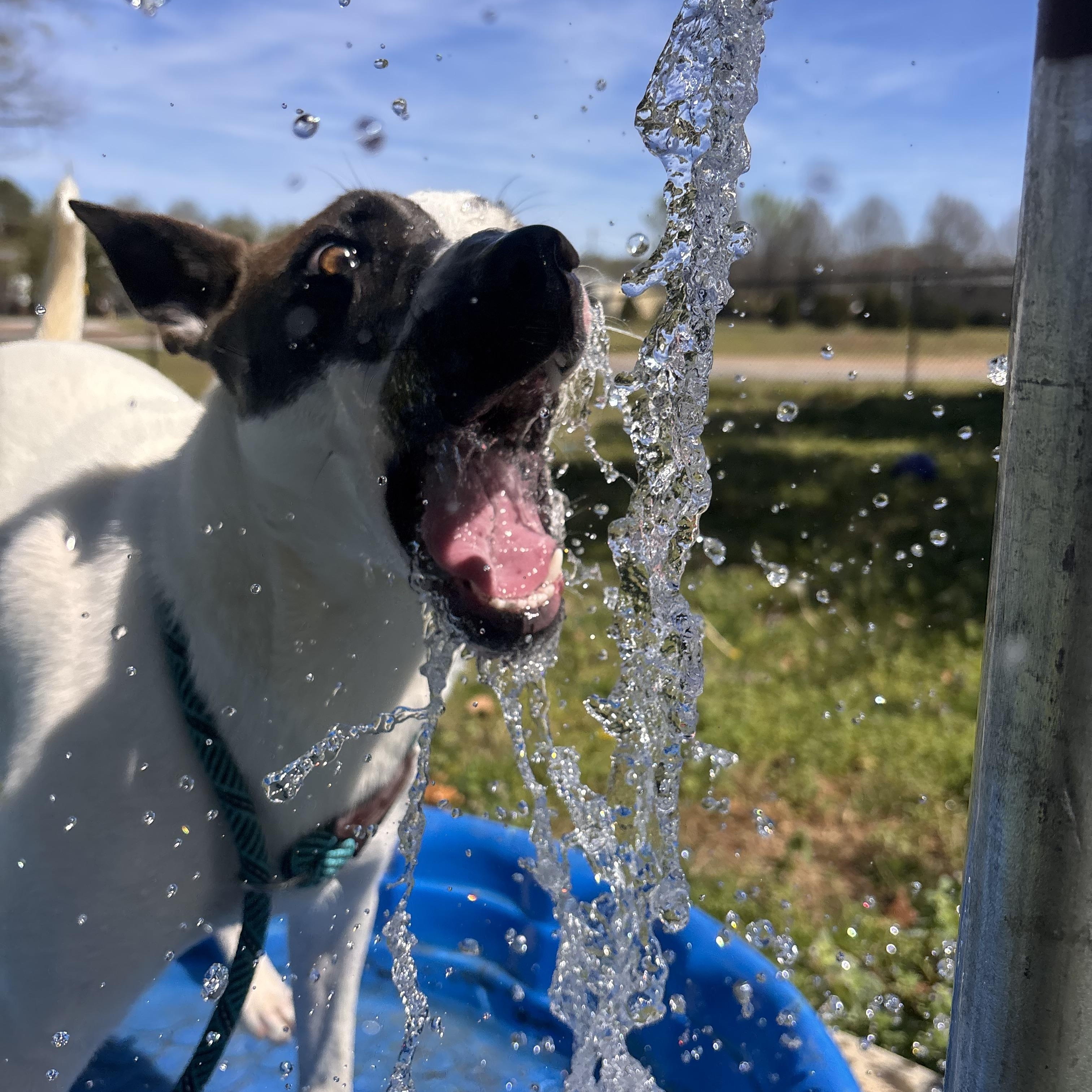 Enlarge Phoebe, a Adoptable Mixed Breed in Collierville, TN image 3/3