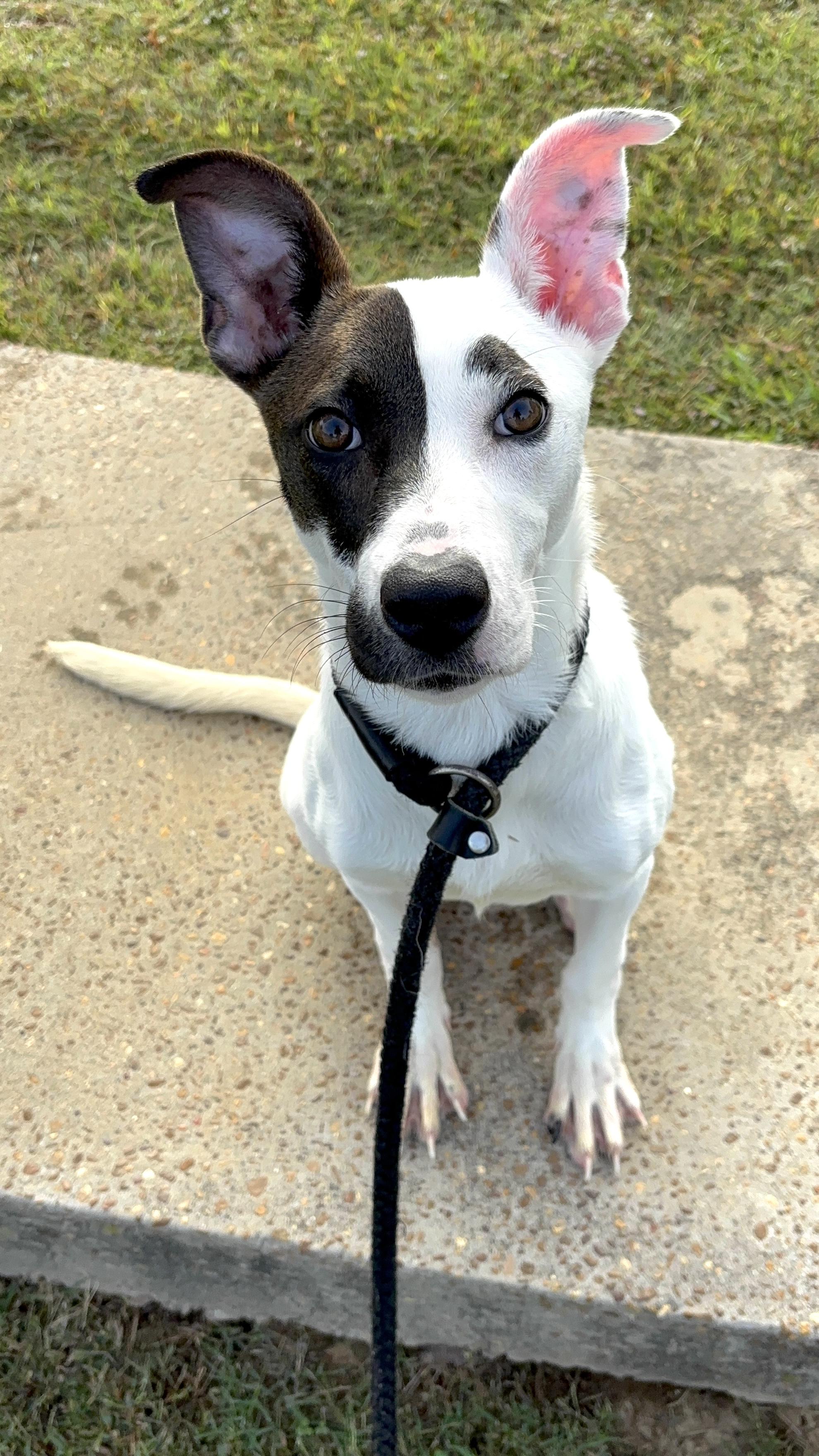 Phoebe, Adoptable, Puppy Female Mixed Breed.