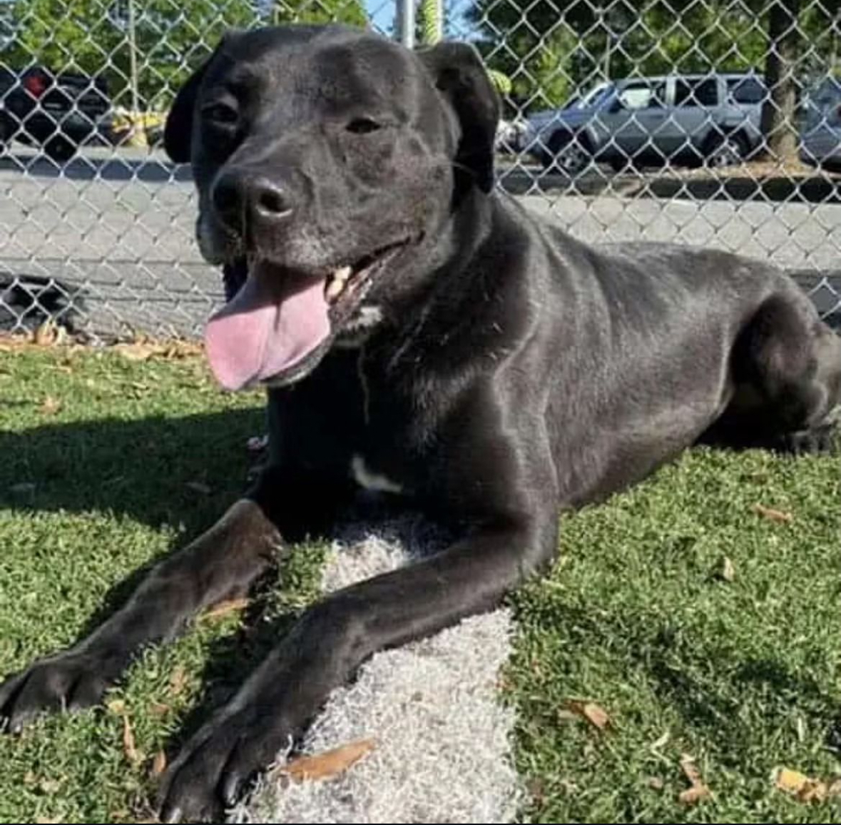 Dog for adoption Jack, a Black Labrador Retriever in Charlotte, NC