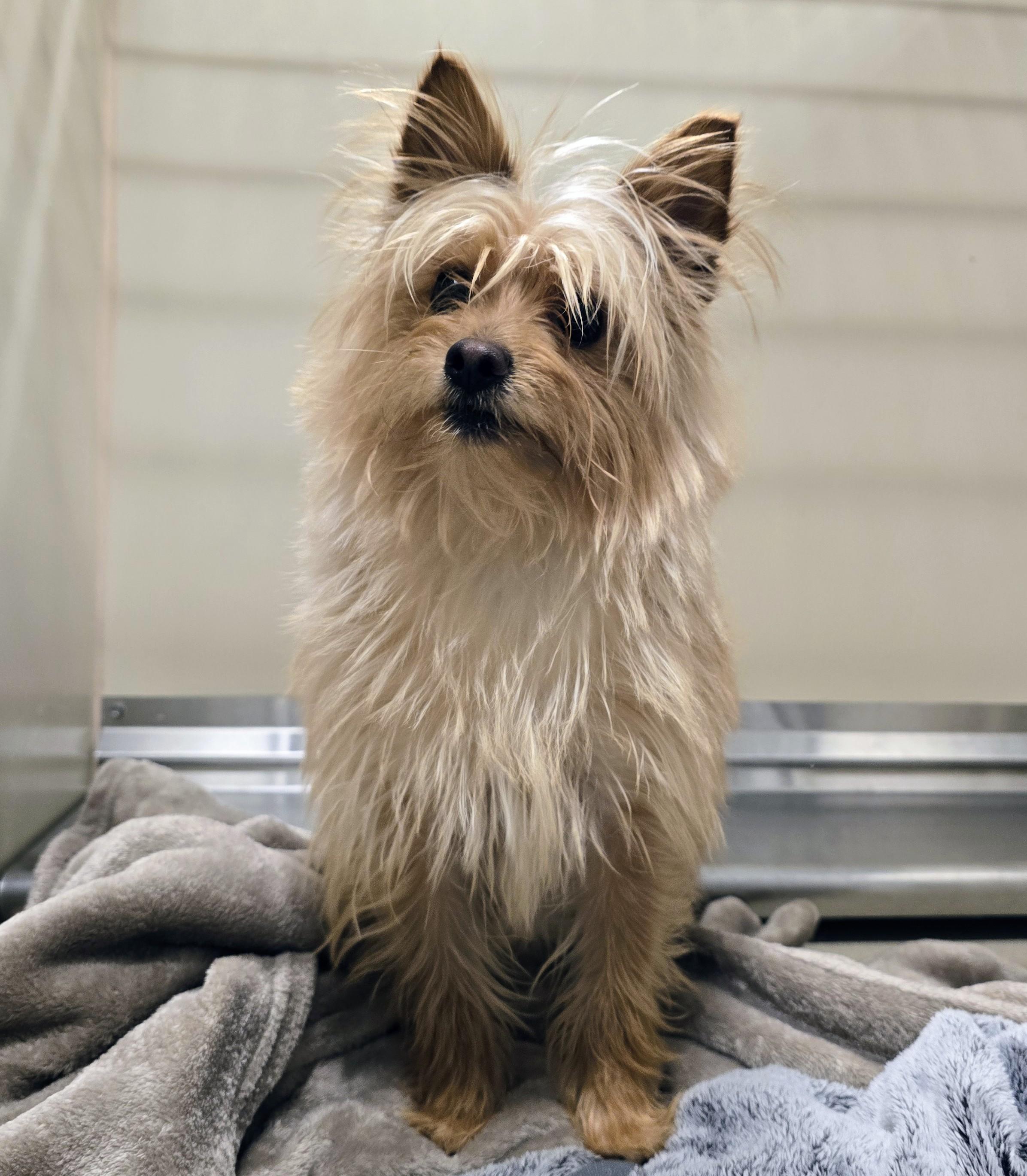 Enlarge 26-163 Chickpea, an adopted Yorkshire Terrier in Amityville, NY image 1/1