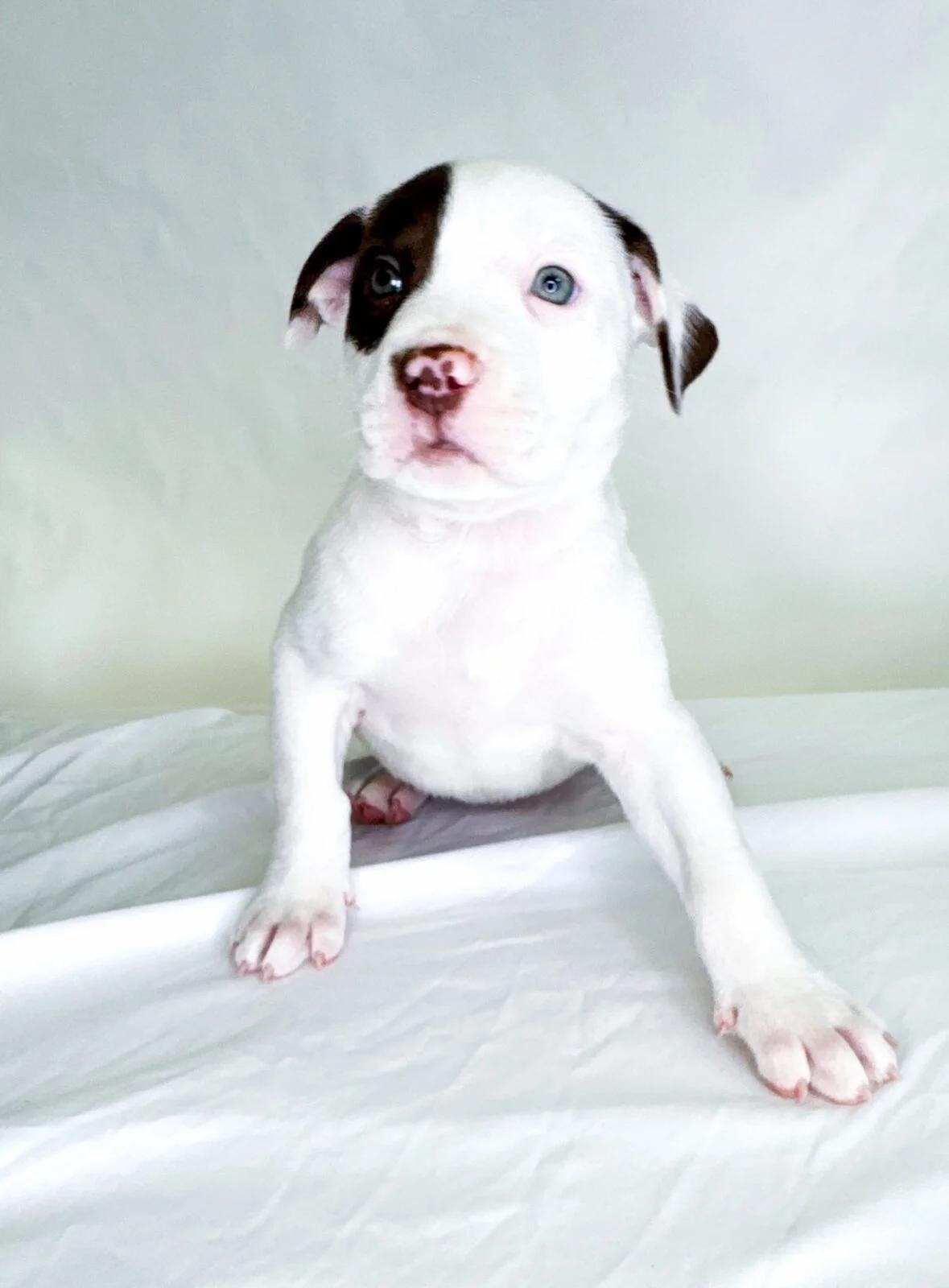 Pastry, a Adoptable mixed breed in Bixby, OK image 4/4