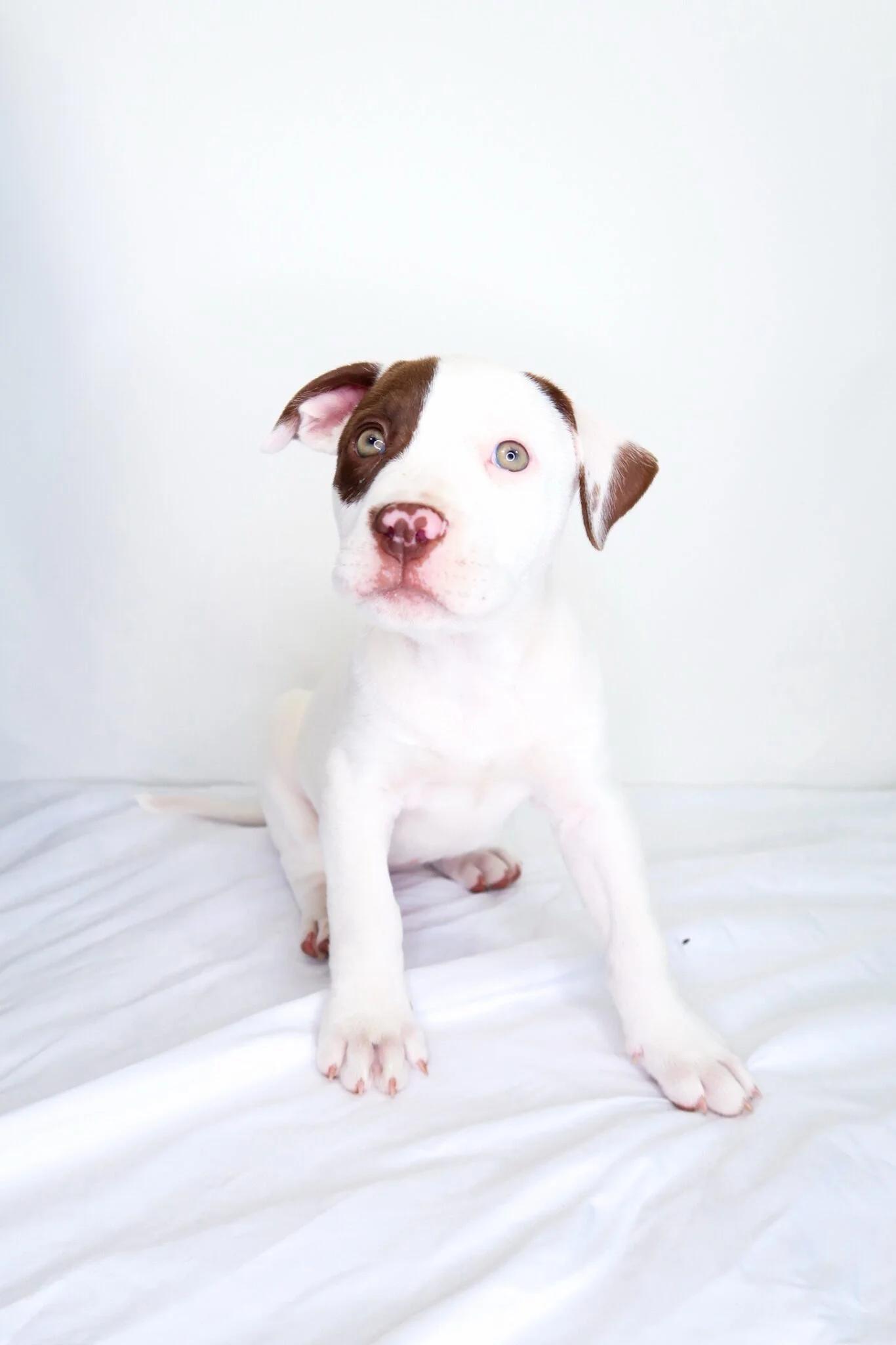 Pastry, Adoptable, Puppy Female Labrador Retriever & Pit Bull Terrier.