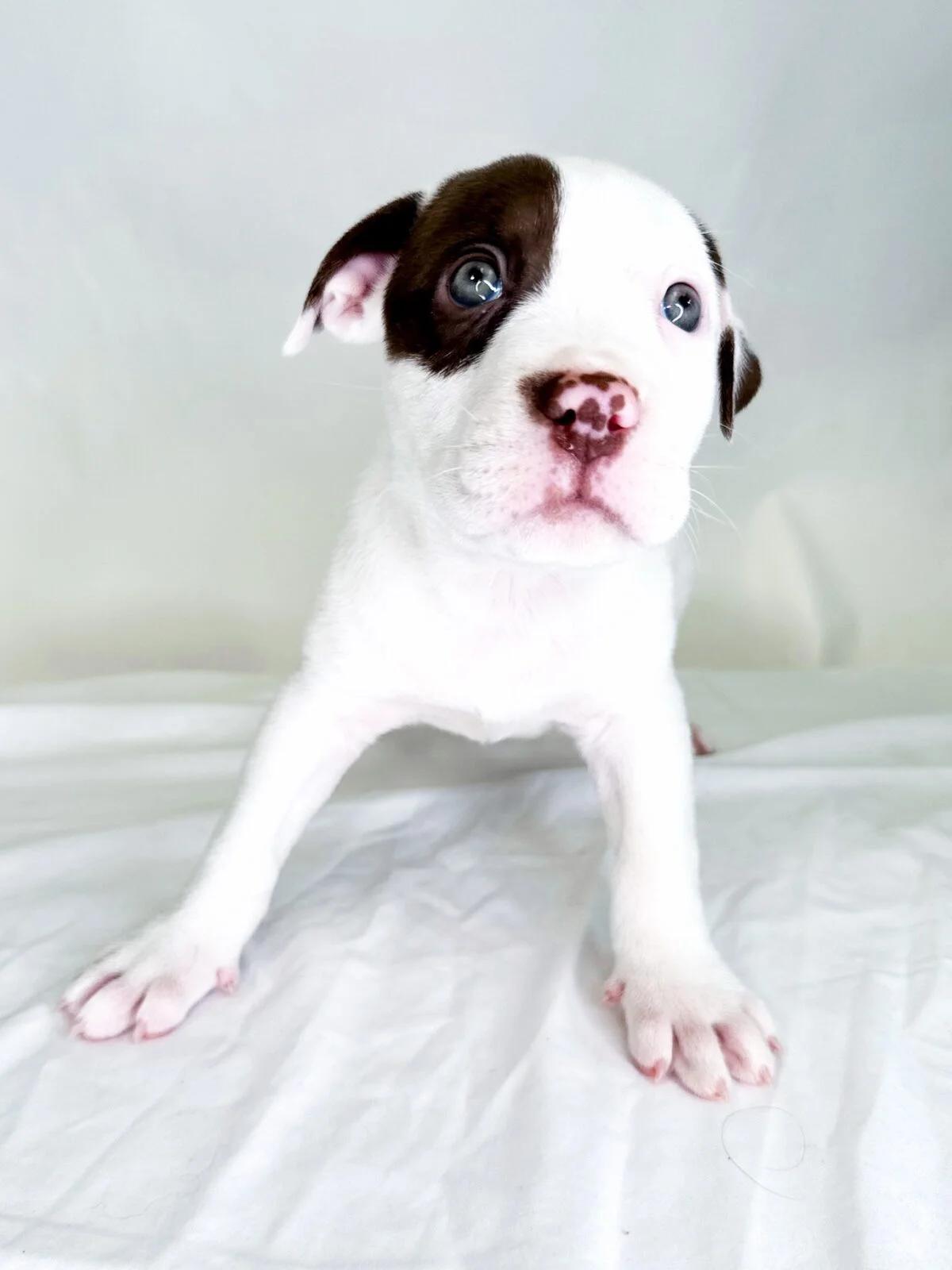 Pastry, a Adoptable mixed breed in Bixby, OK image 2/4