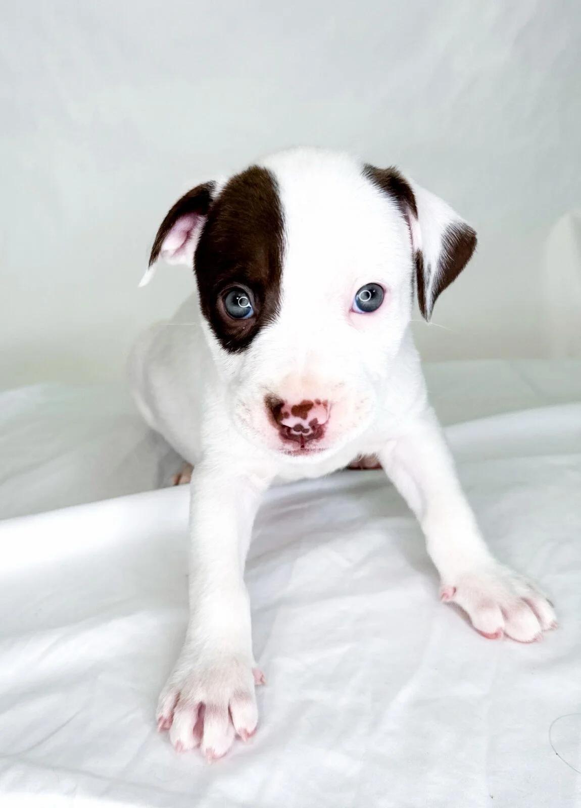 Pastry, a Adoptable mixed breed in Bixby, OK image 3/4