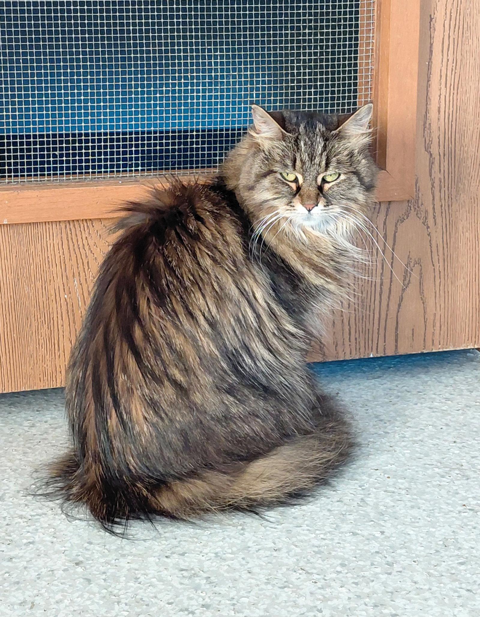 Lovee @ The Cat's Brew, Adopted, Adult Female Domestic Medium Hair.