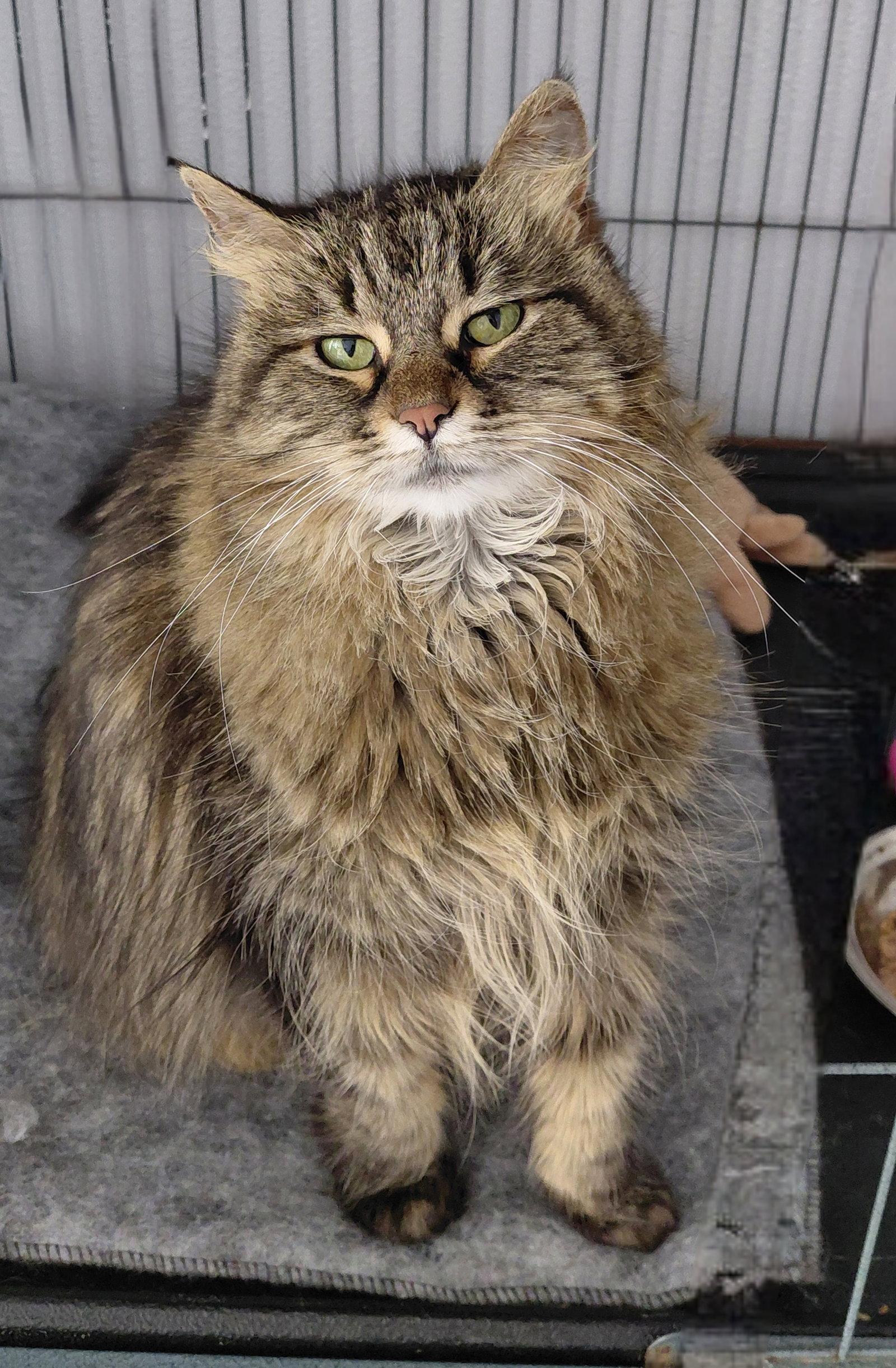 Lovee @ The Cat's Brew, a Adopted Domestic Medium Hair in Montello, WI image 2/3