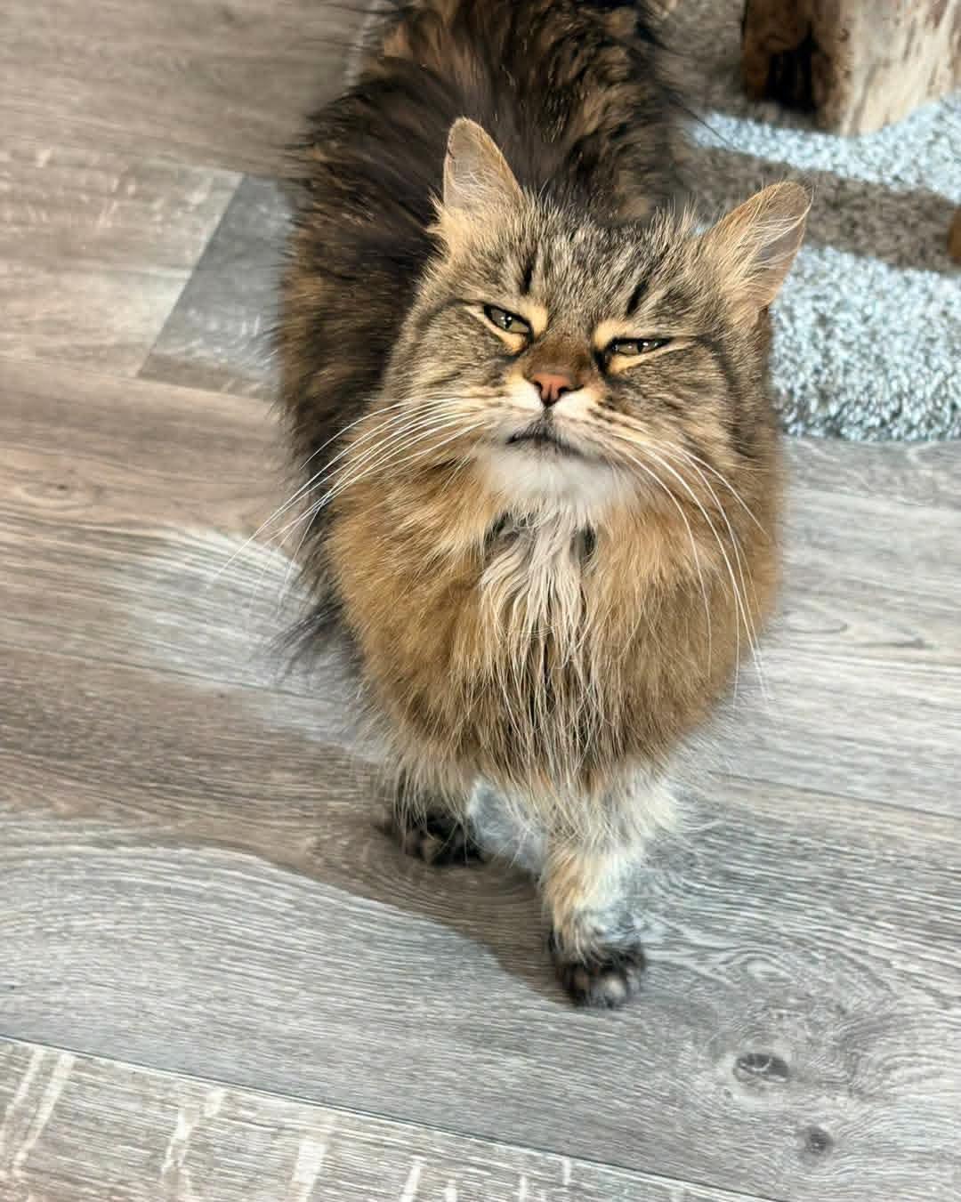 Lovee @ The Cat's Brew, a Adopted Domestic Medium Hair in Montello, WI image 3/3