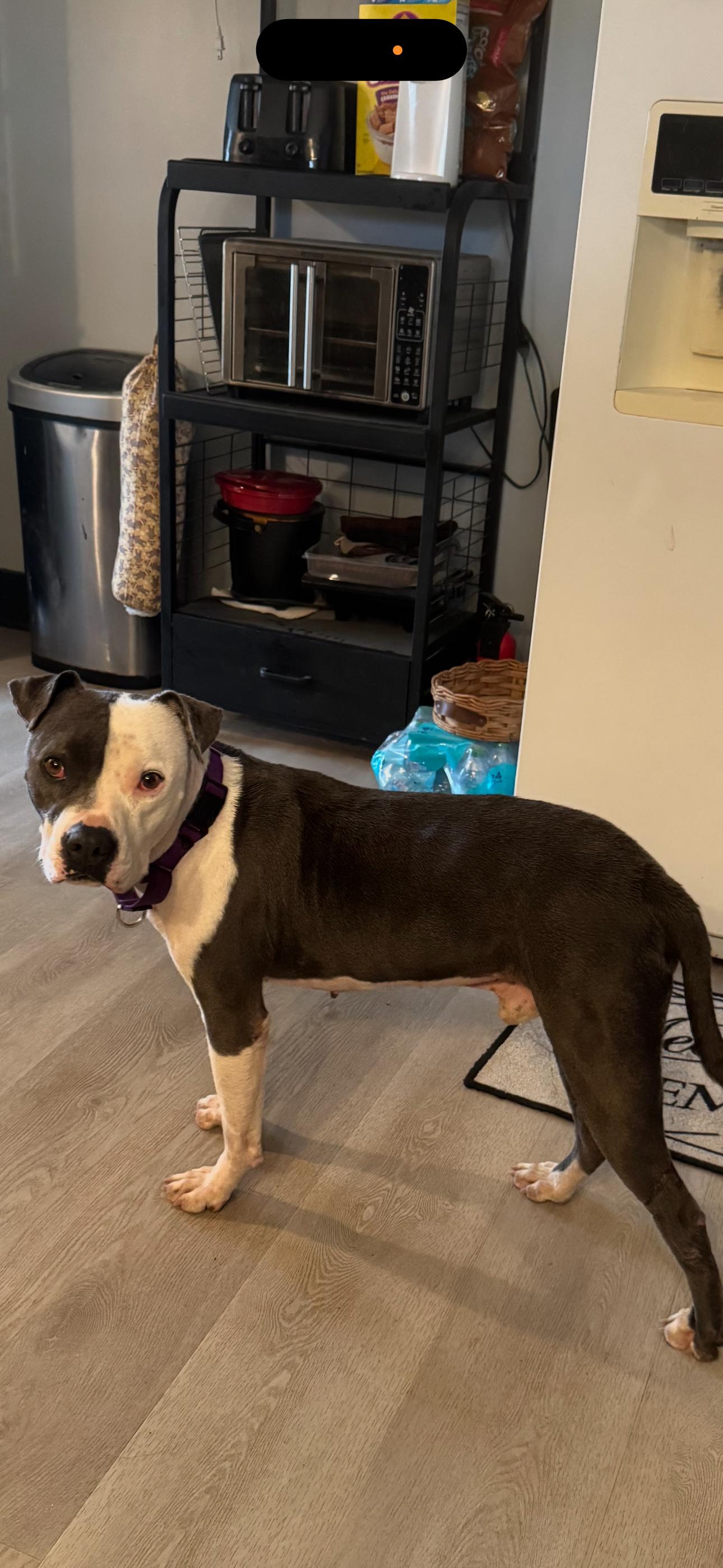 Enlarge Galiano, a ADOPTABLE Mixed Breed in Rayne, LA image 2/5