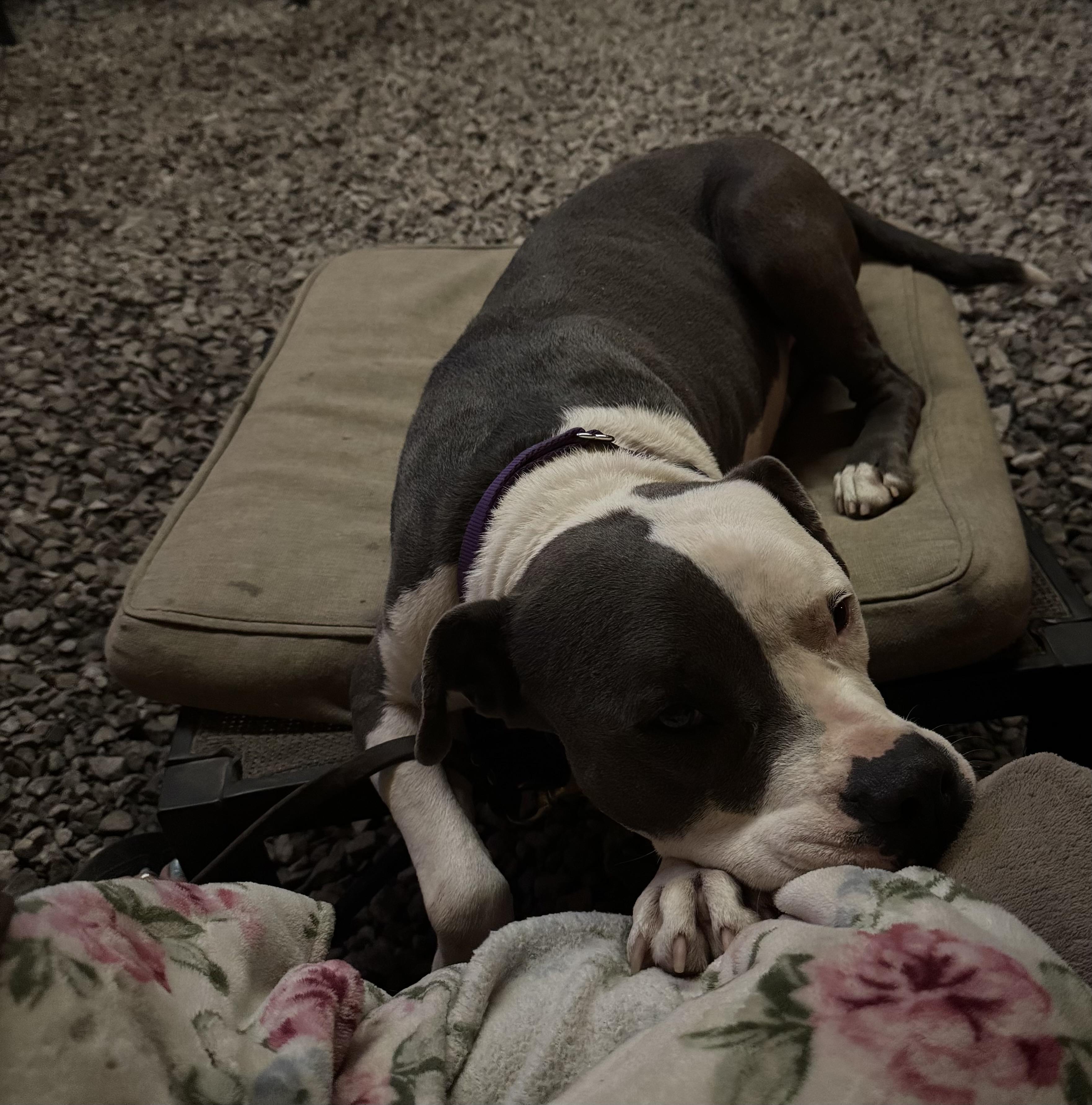 Enlarge Galiano, a ADOPTABLE Mixed Breed in Rayne, LA image 3/5