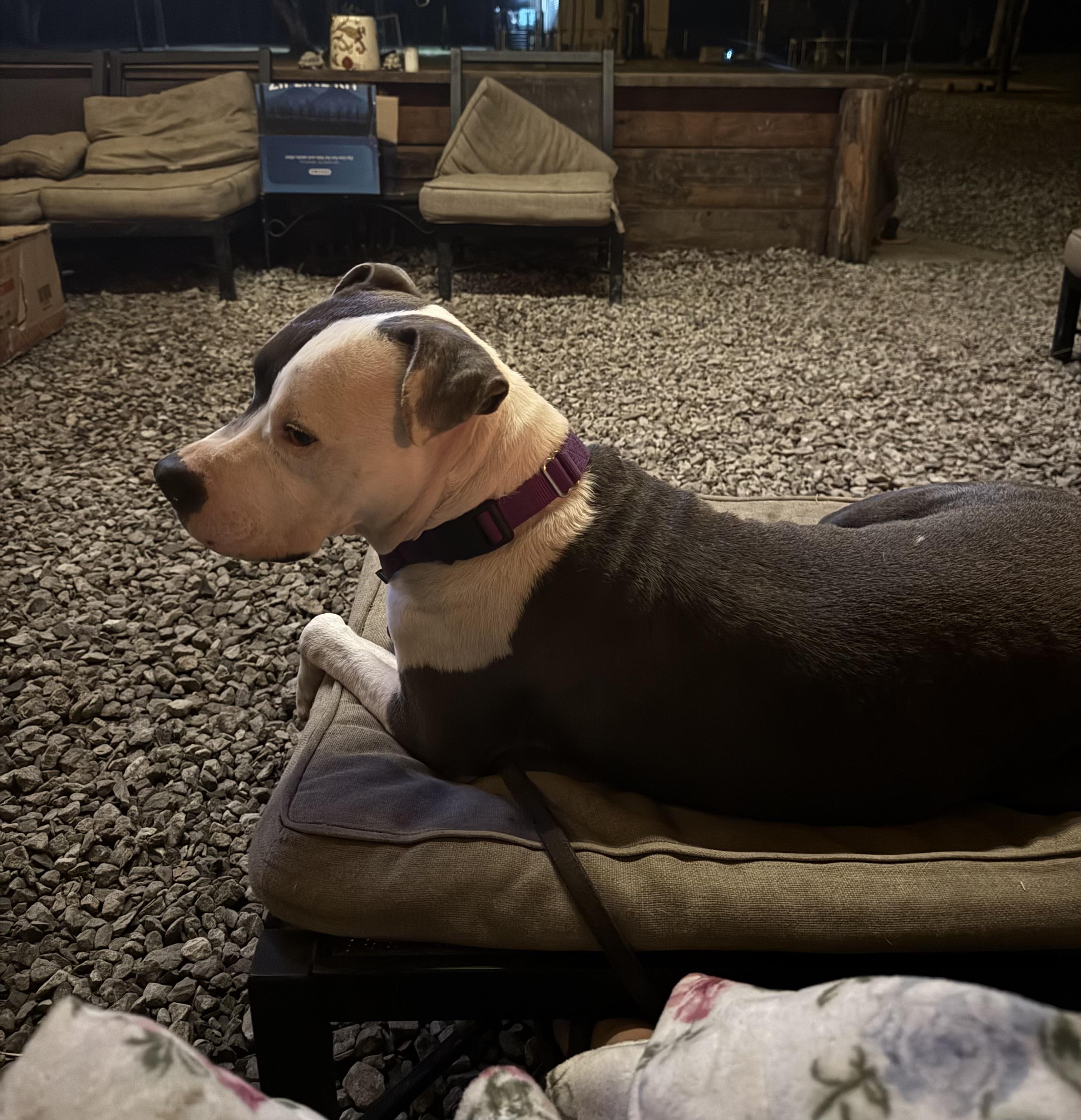 Enlarge Galiano, a ADOPTABLE Mixed Breed in Rayne, LA image 5/5