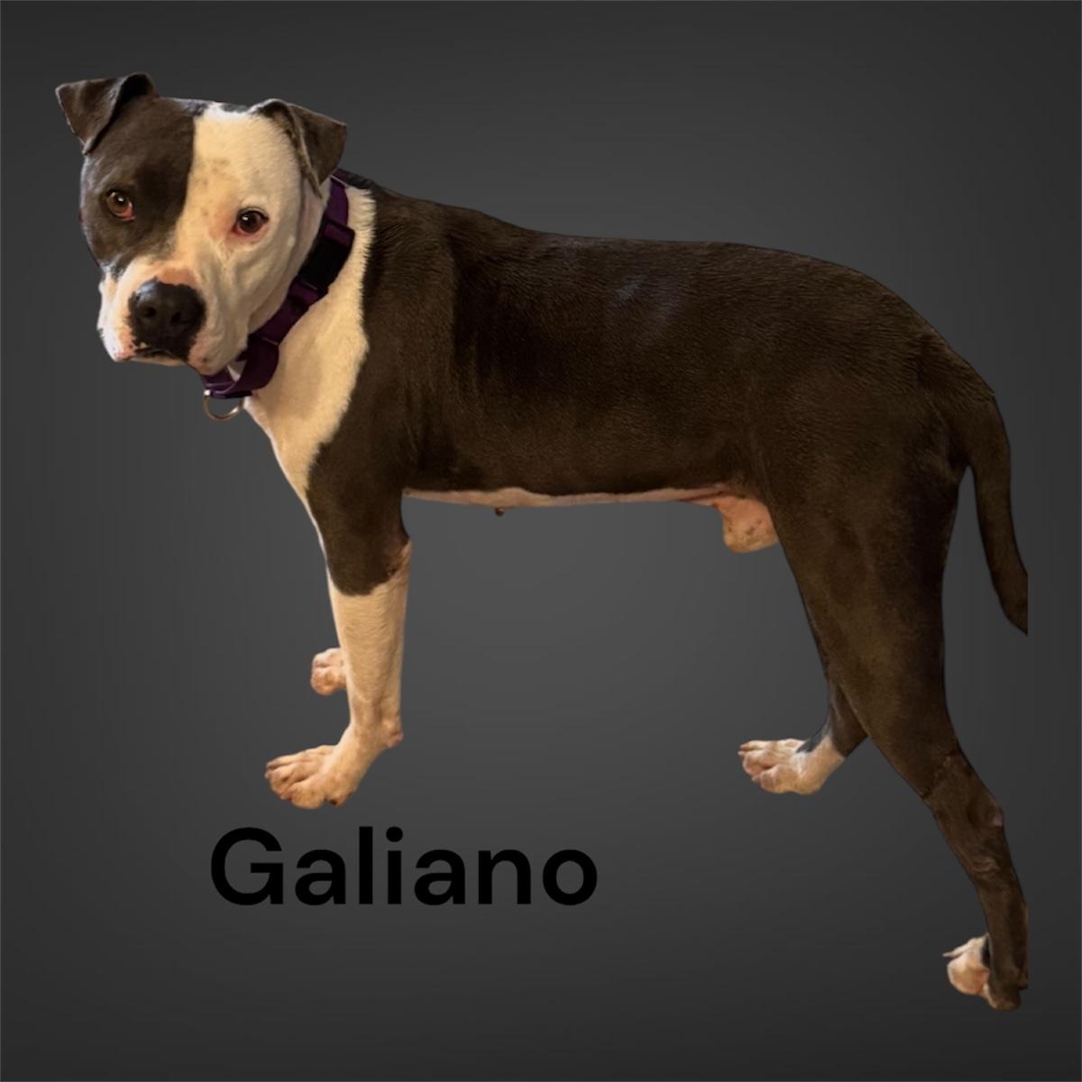 Galiano, ADOPTABLE, Adult Male Mixed Breed.
