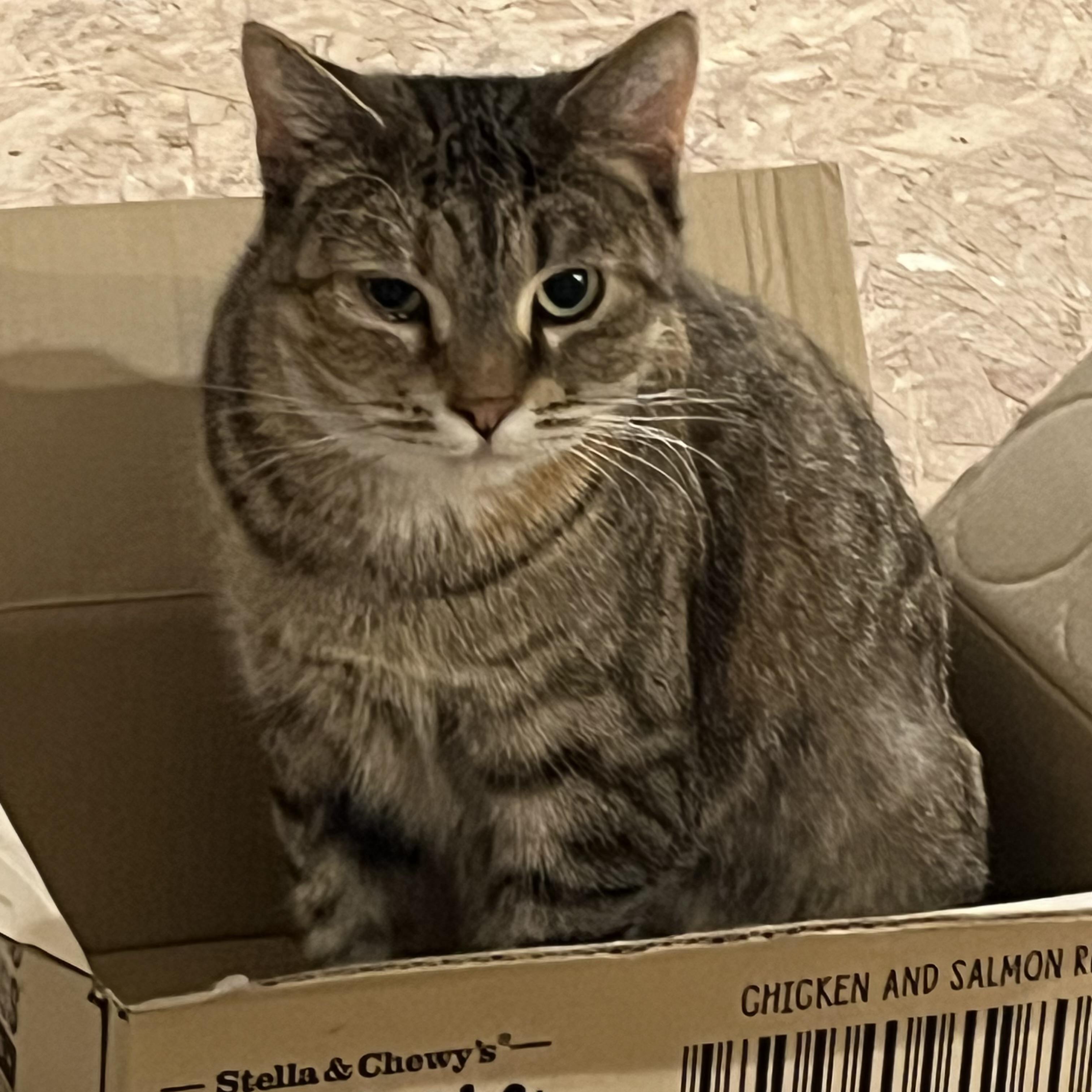 Bourbon, a Adoptable Domestic Short Hair in Lake Geneva, WI image 2/6