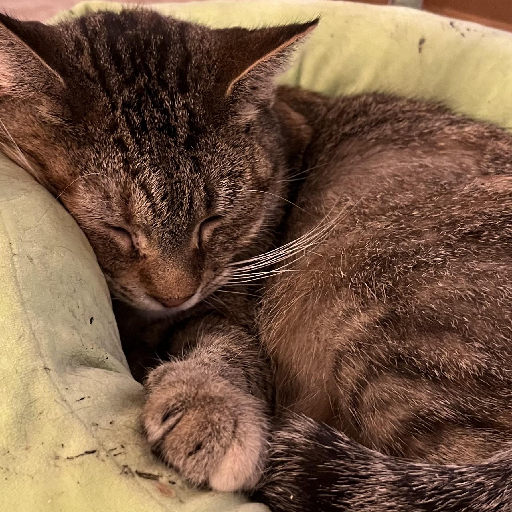 Bourbon, Young Female Domestic Short Hair