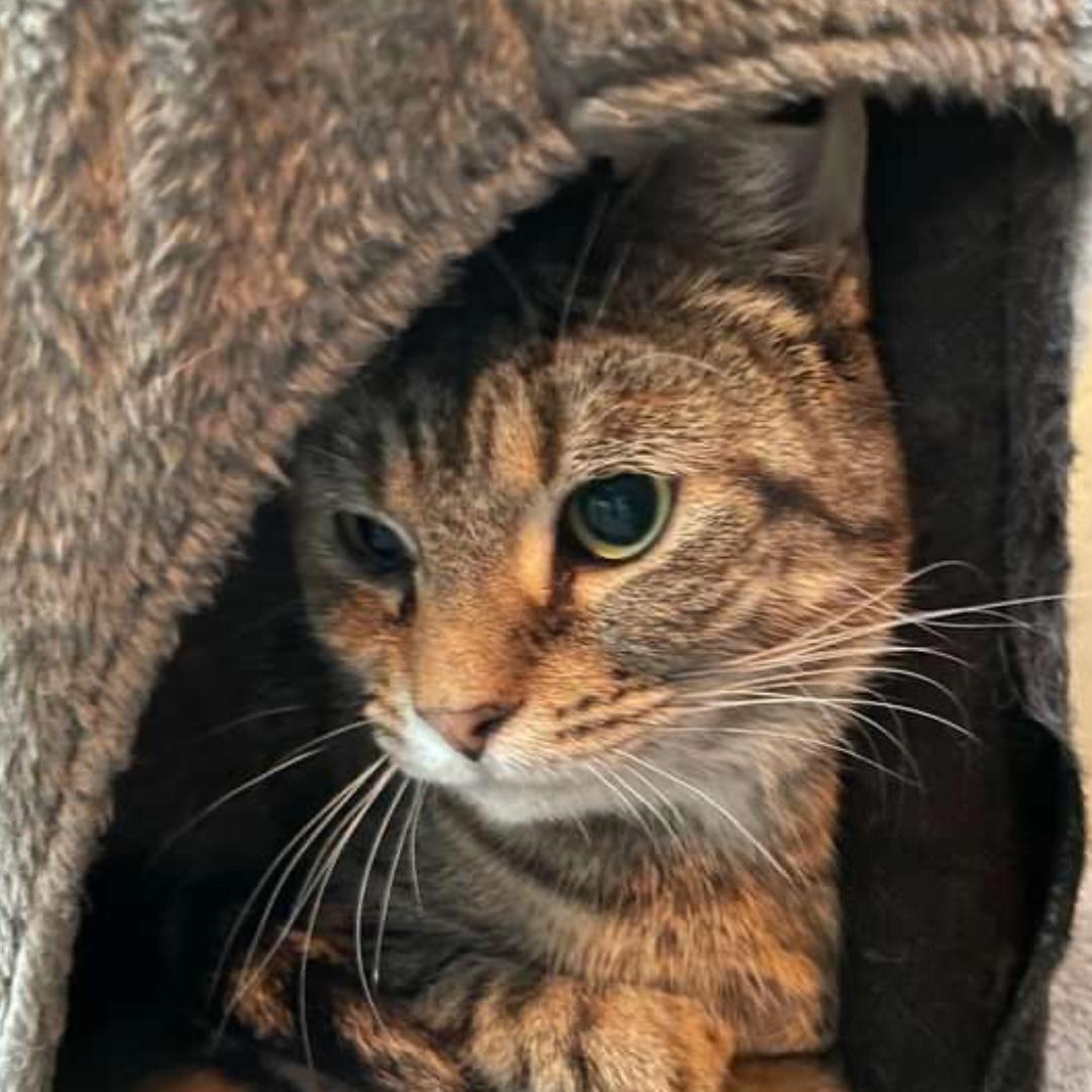 Bourbon, a Adoptable Domestic Short Hair in Lake Geneva, WI image 6/6