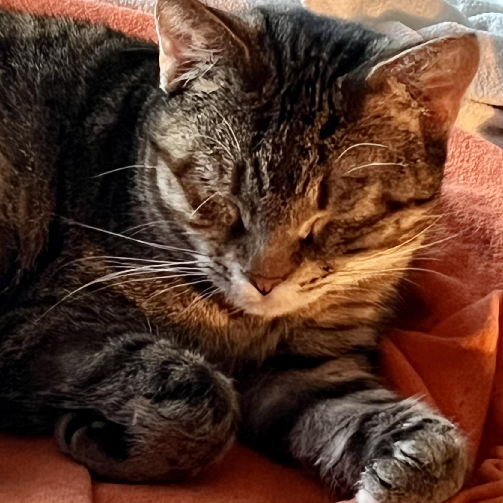 Bourbon, a Adoptable Domestic Short Hair in Lake Geneva, WI image 5/6