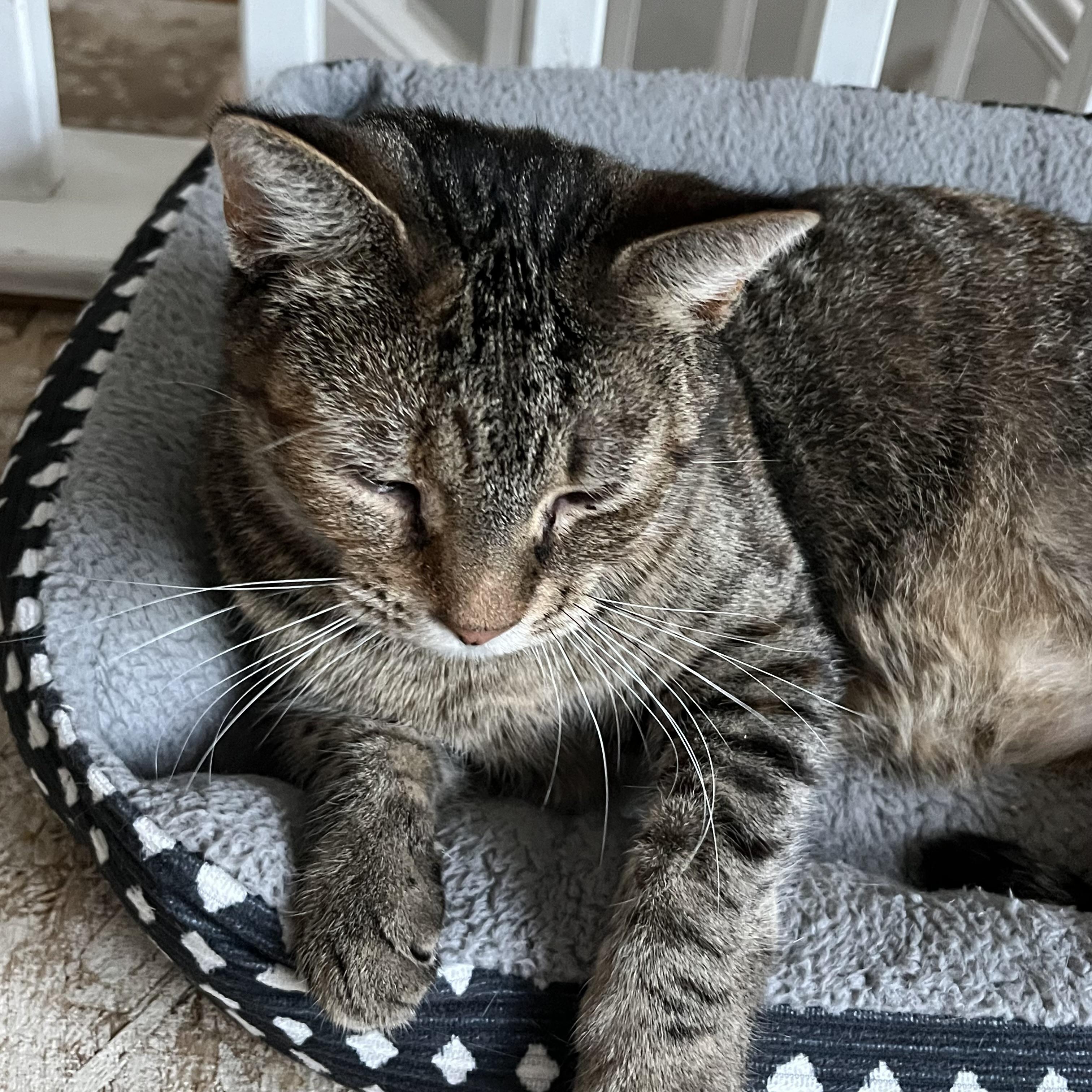 Bourbon, a Adoptable Domestic Short Hair in Lake Geneva, WI image 1/6